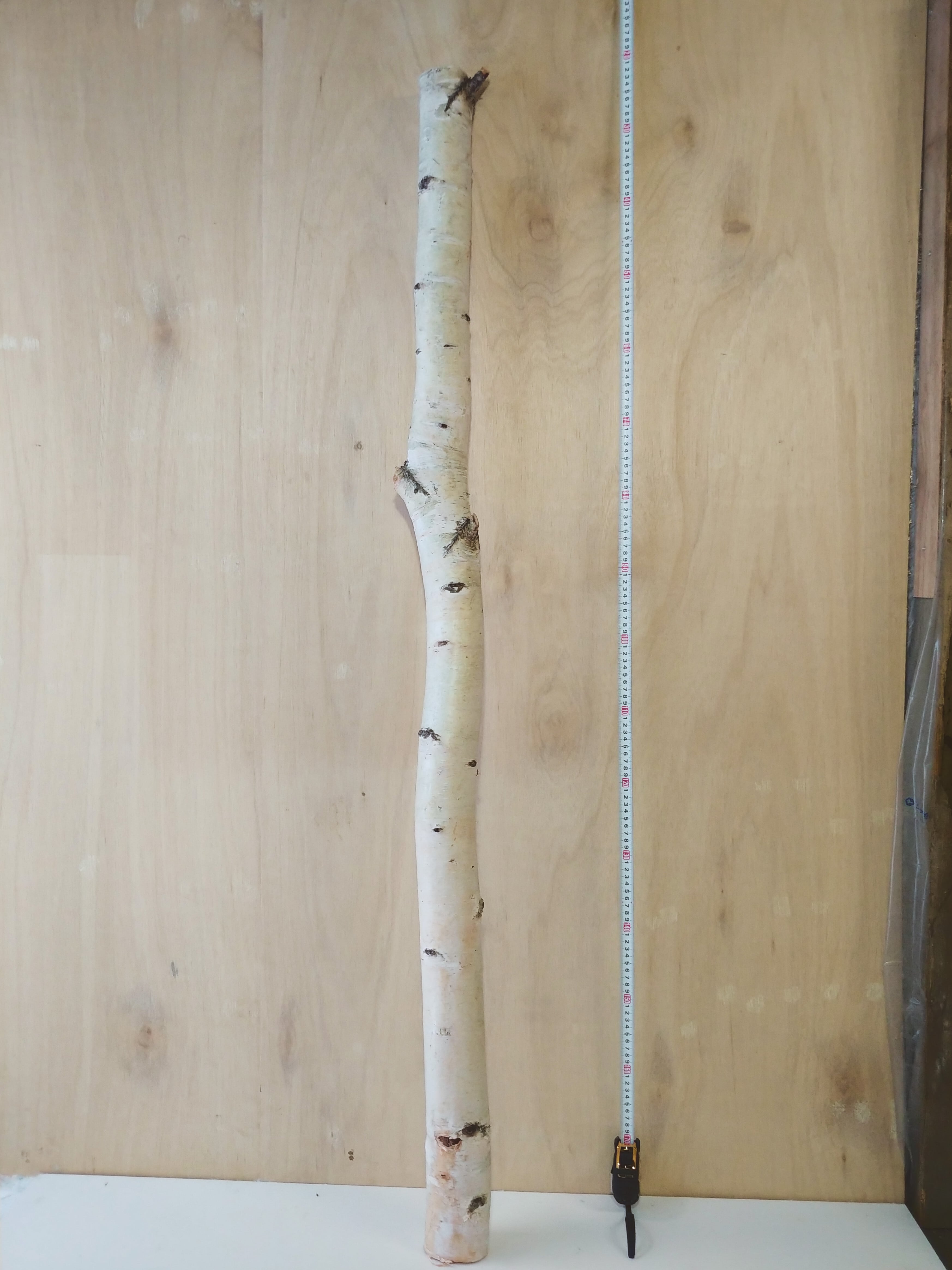 白樺切株 極太 丸太 値下げ