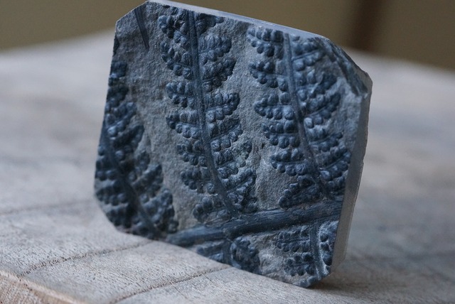 シダ化石 Pecopteris sp.