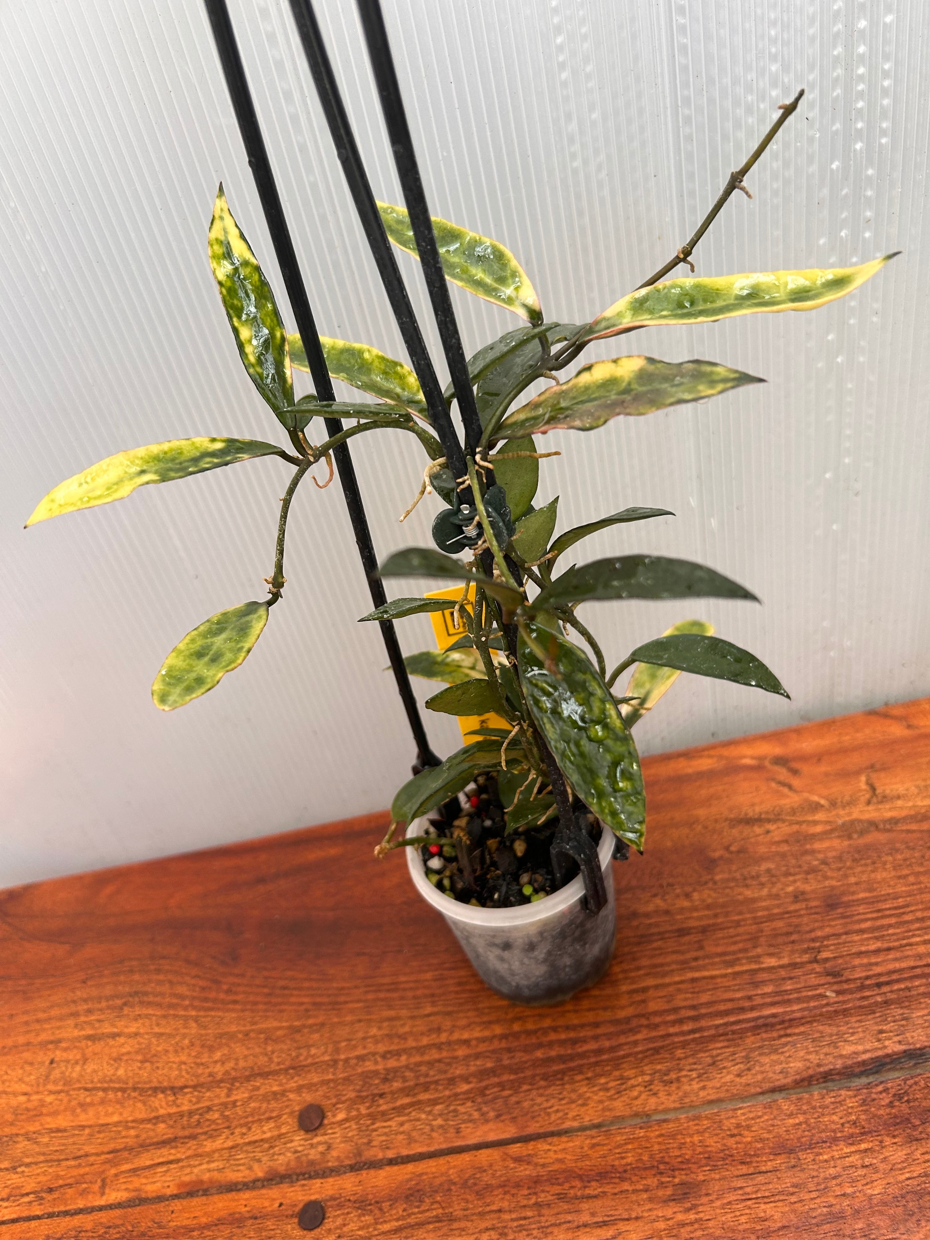 ホヤ 　大株 Hoya | BALI-AN 園芸