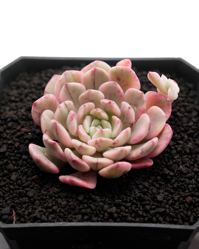 カット苗 ホワイトルビー錦 Sedeveria 'White Ruby' Variegated カット苗 ホワイトルビー錦 Sedeveria 'White Ruby' Variegated