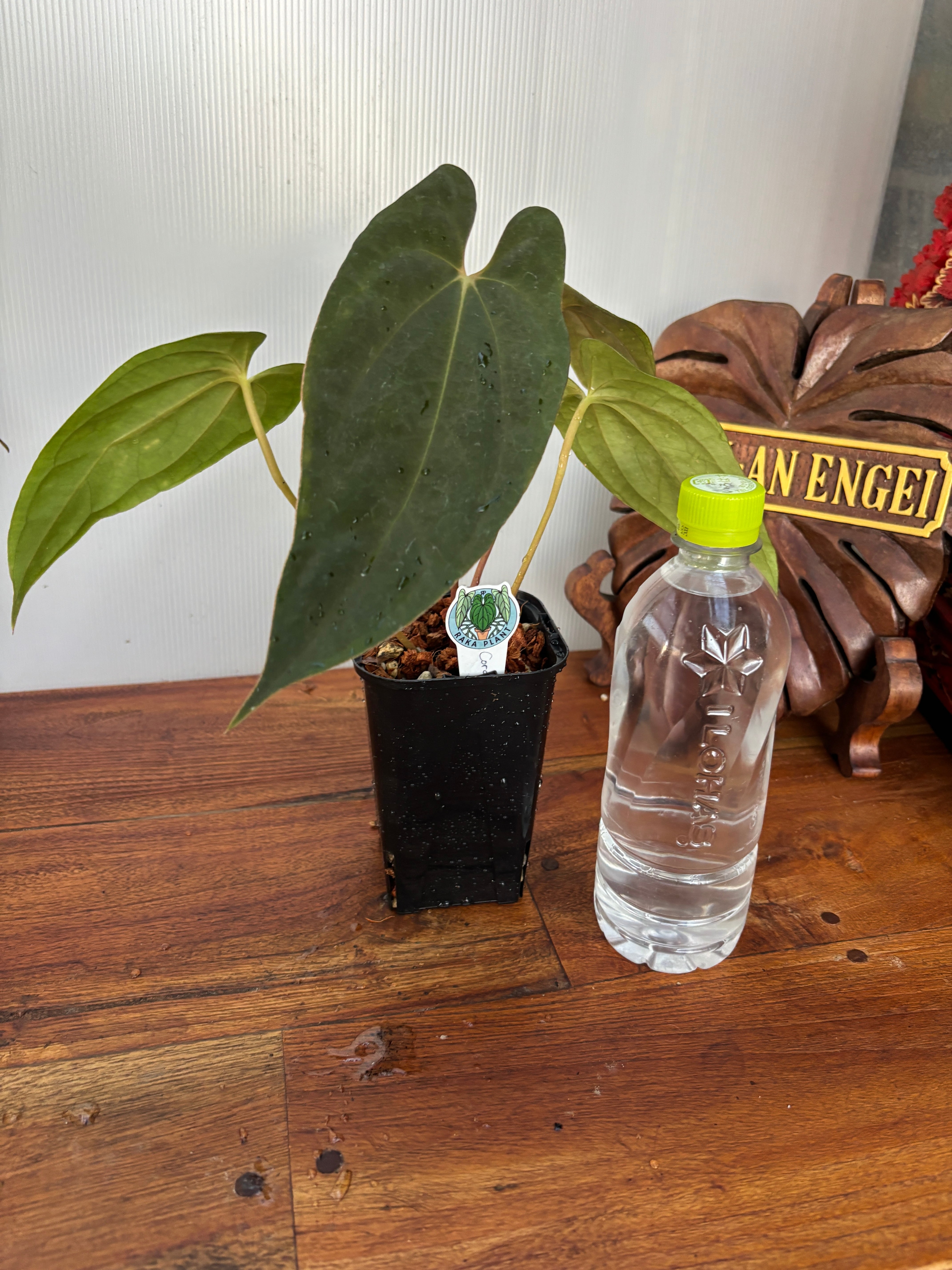 Anthurium | BA PLants