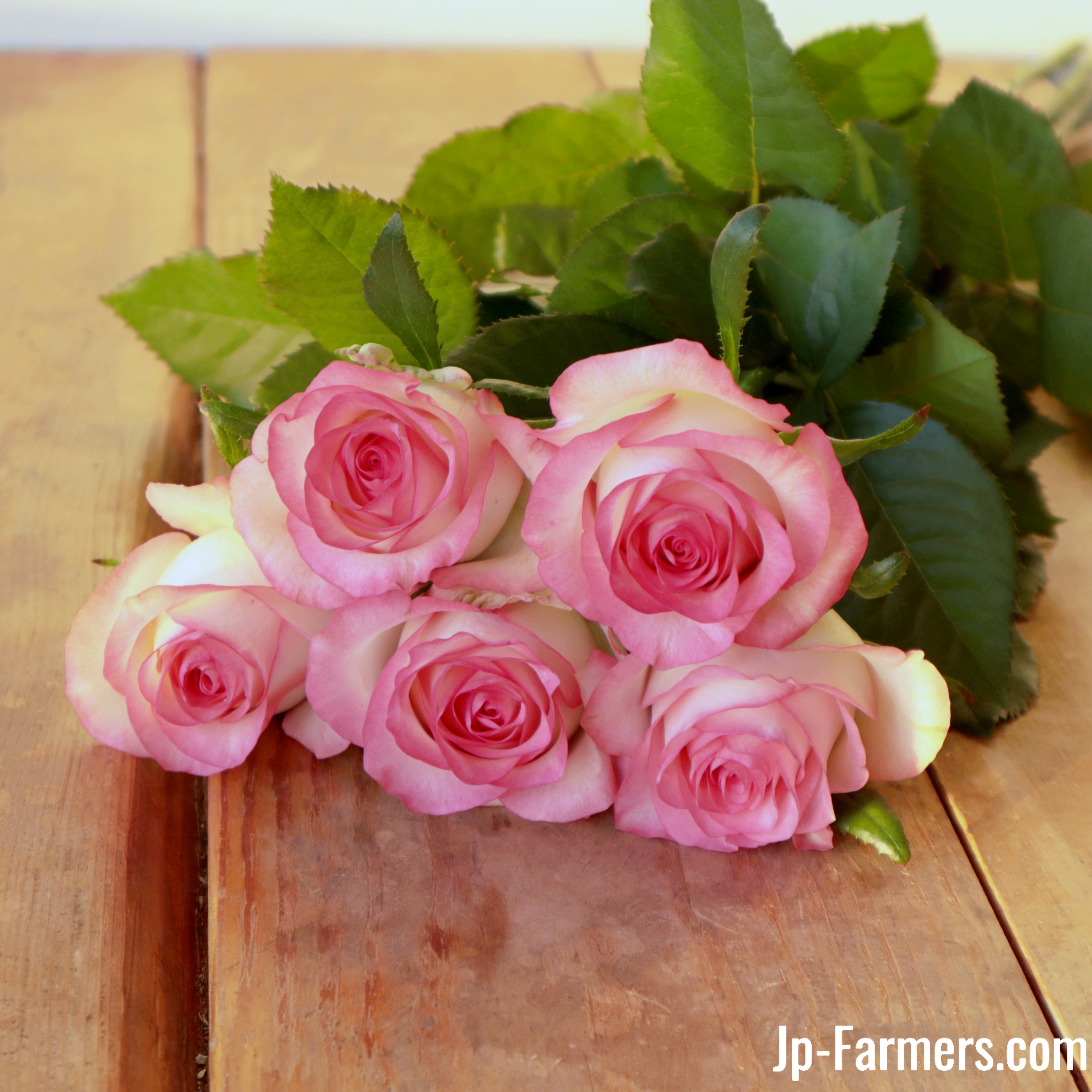 FINEROSE ☆バラ 品種名：ジュミリア 複色系の人気アイテム