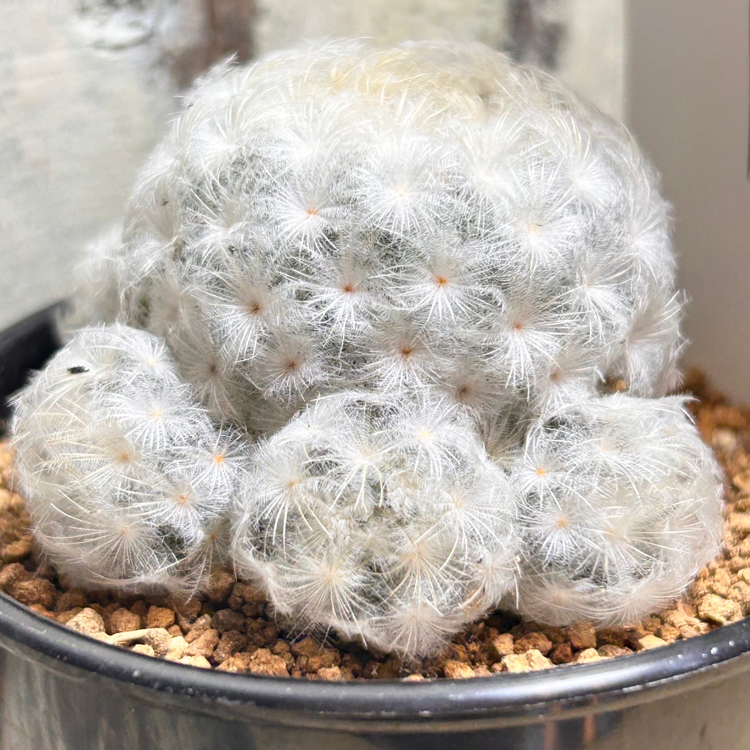 ウェディングドレス錦 アエオニウム | RuPo 多肉植物専門店