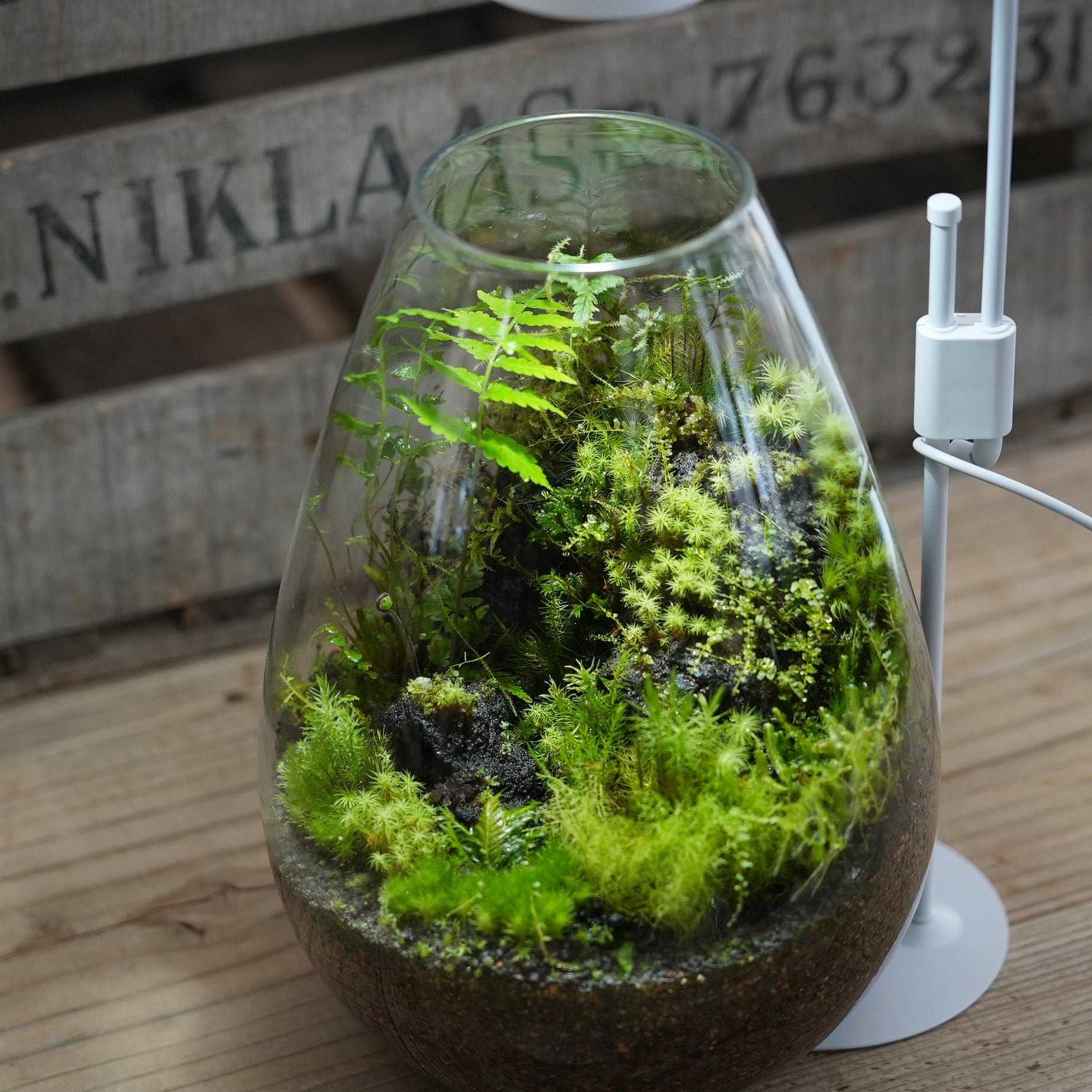 苔むす溶岩石のある景色【苔テラリウム・Premium限定販売】2023.1.24