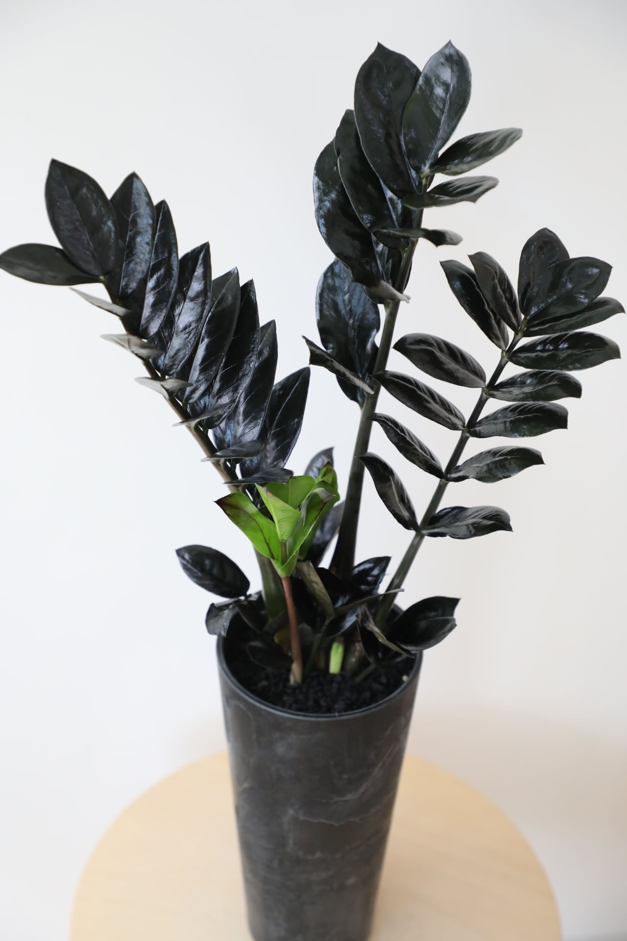 M】ザミオクルカス レイヴン/Zamioculcas zamifolia Raven ※アート
