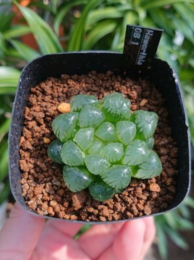 多肉植物 ハオルチア べヌスタ