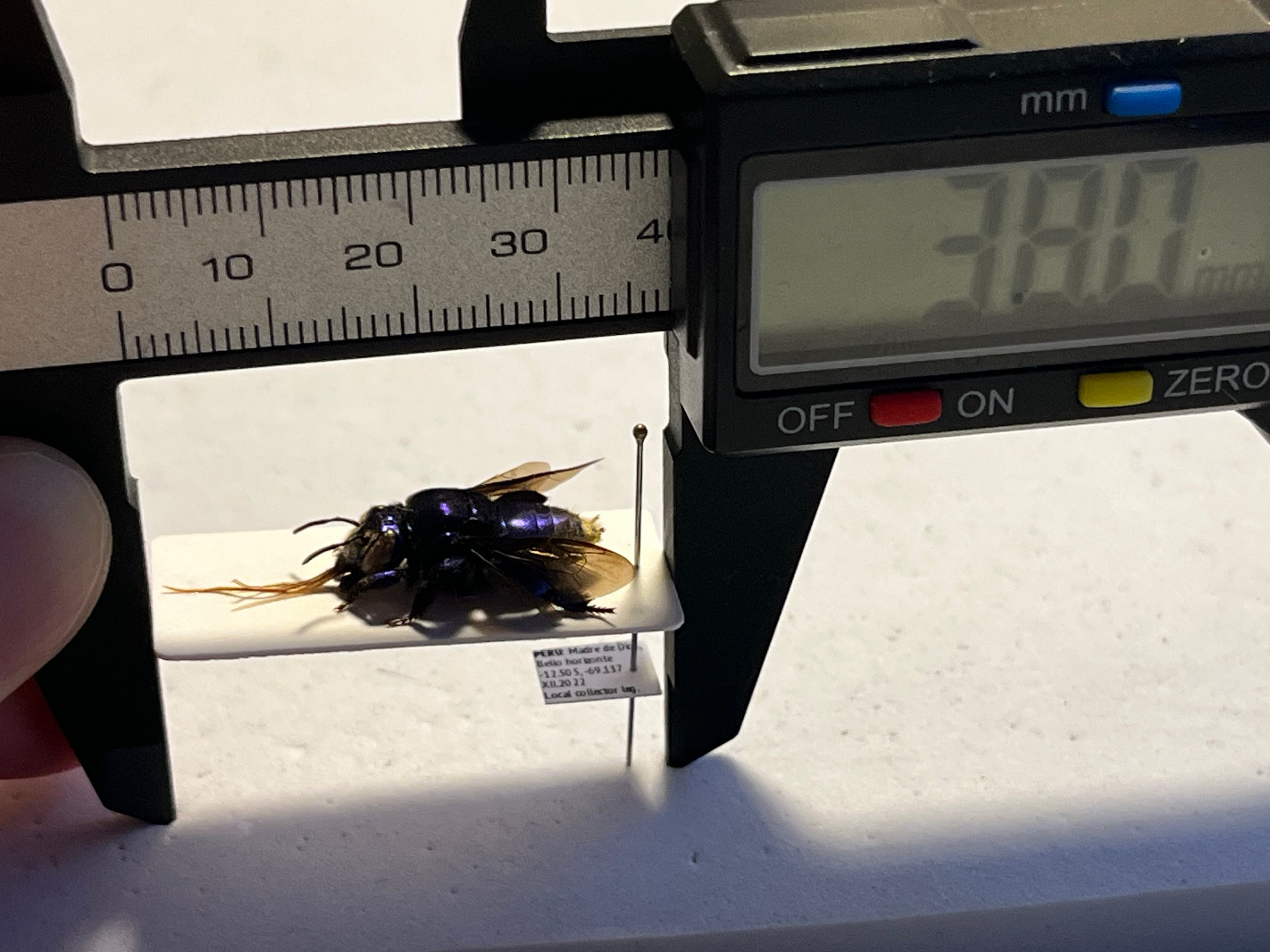虫類 【33mm】めちゃくちゃにシュモク頭なミバエの仲間 標本