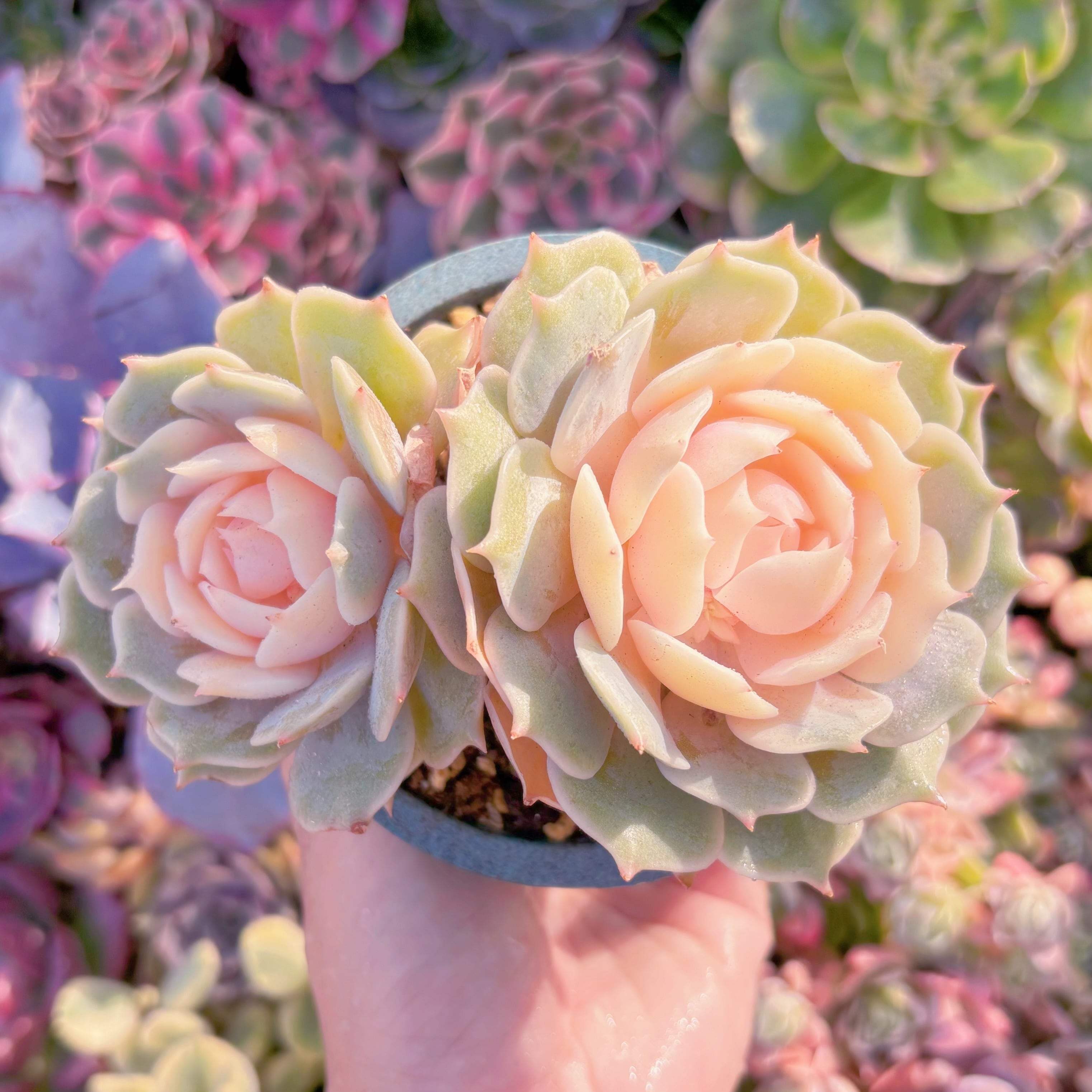 現品　ローラ錦#A053　群生　新入荷　るる農園