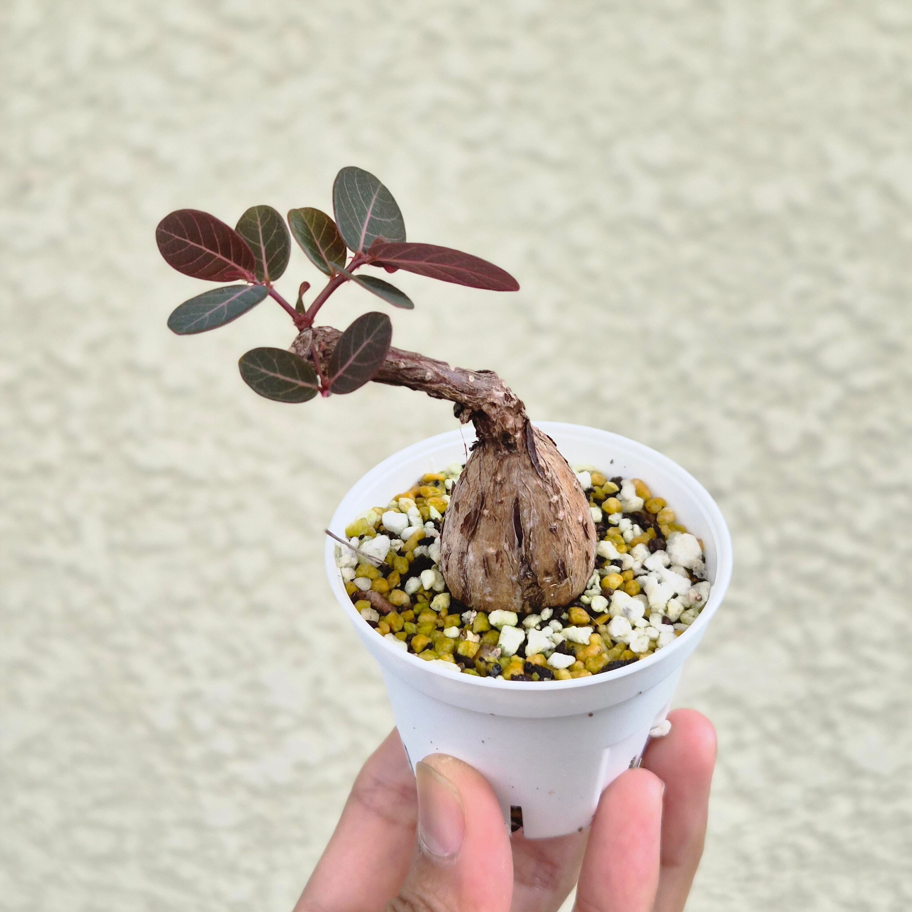 ⑩Sサイズ〚フィランサス・ミラビリス〛Phyllanthus Mirabilis 塊根植物 コーデックス ポット発送