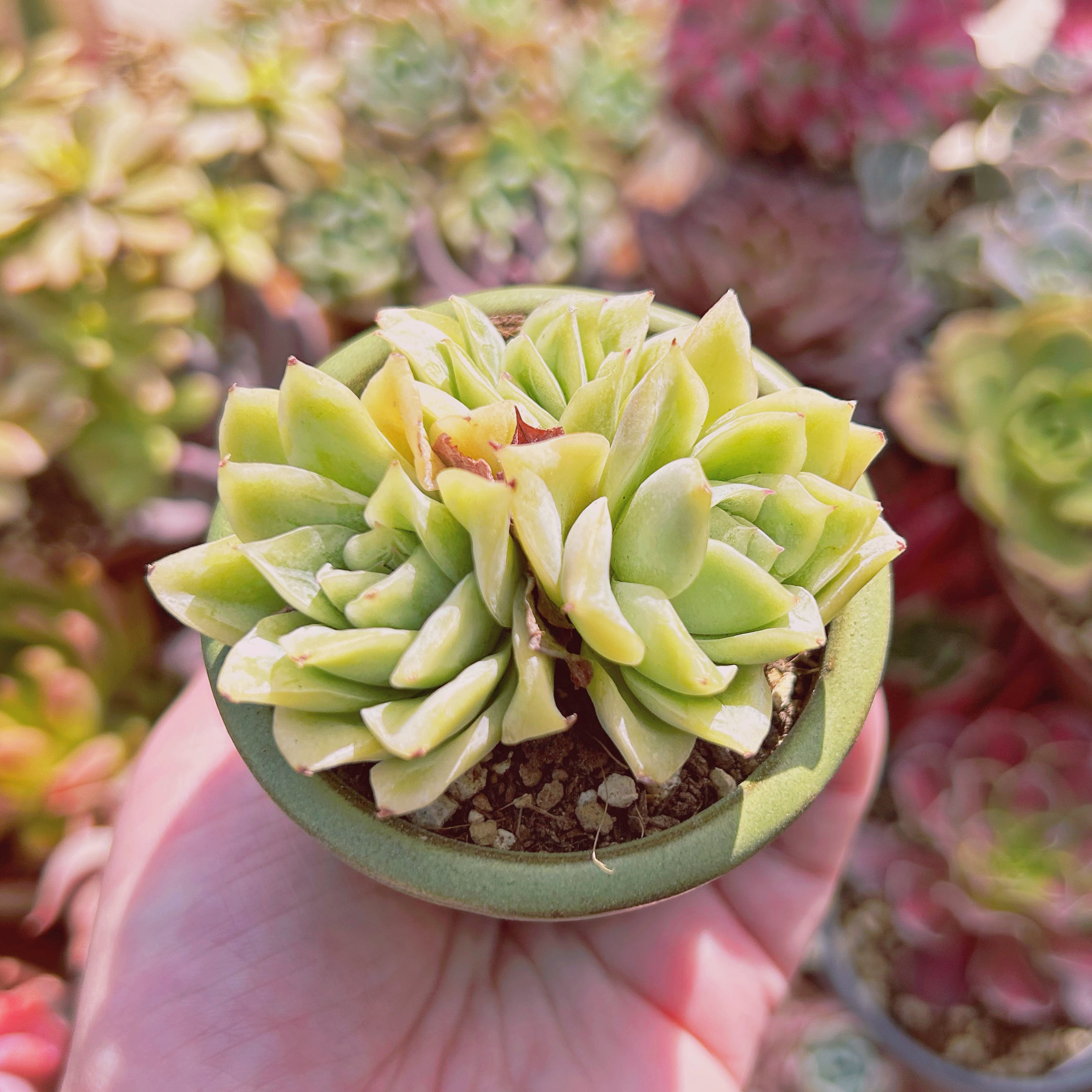 ピンククリスタルローズ錦 ピンク覆輪 多肉植物 エケベリア echeveria