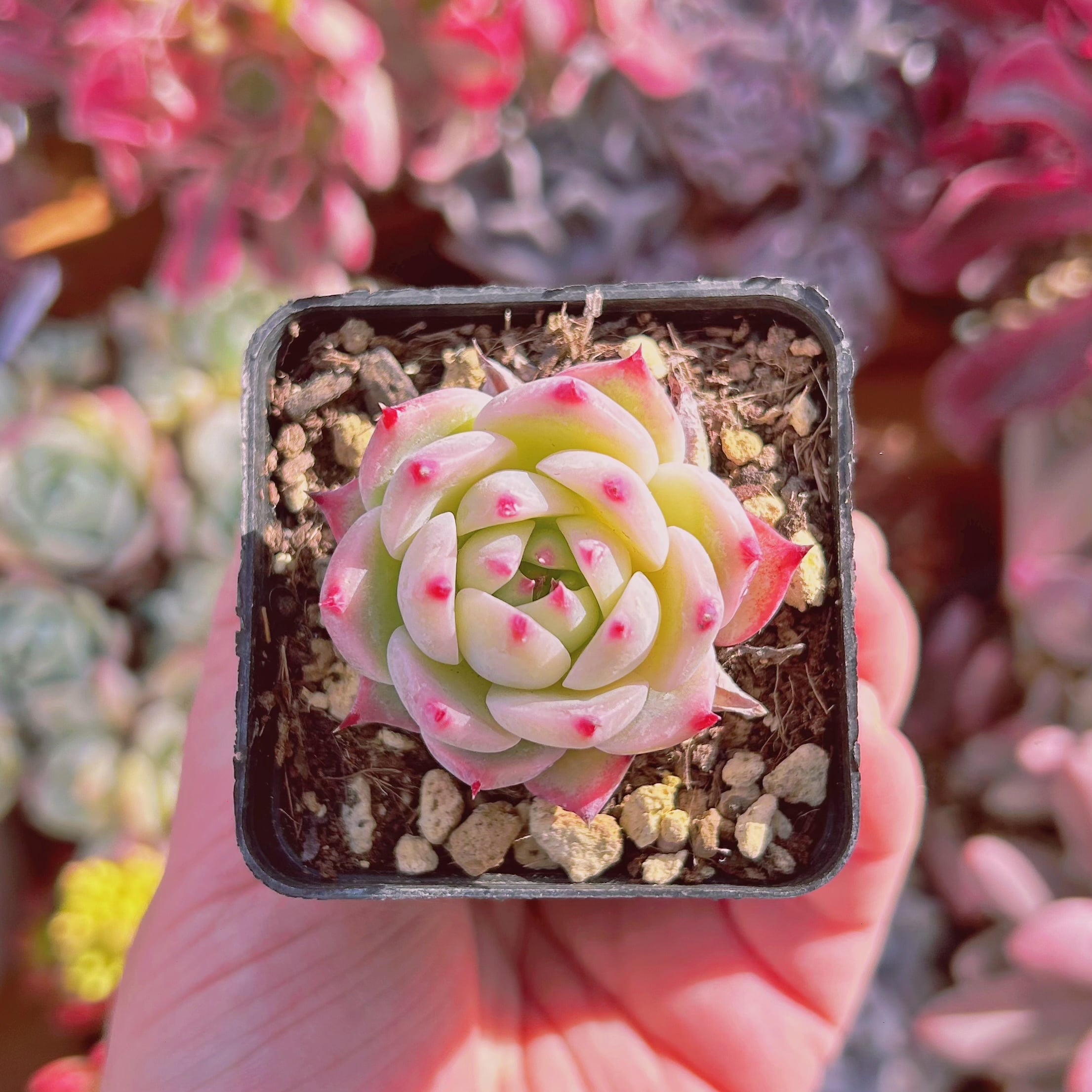 #821現物　多肉植物　チワワエンシス　抜き苗