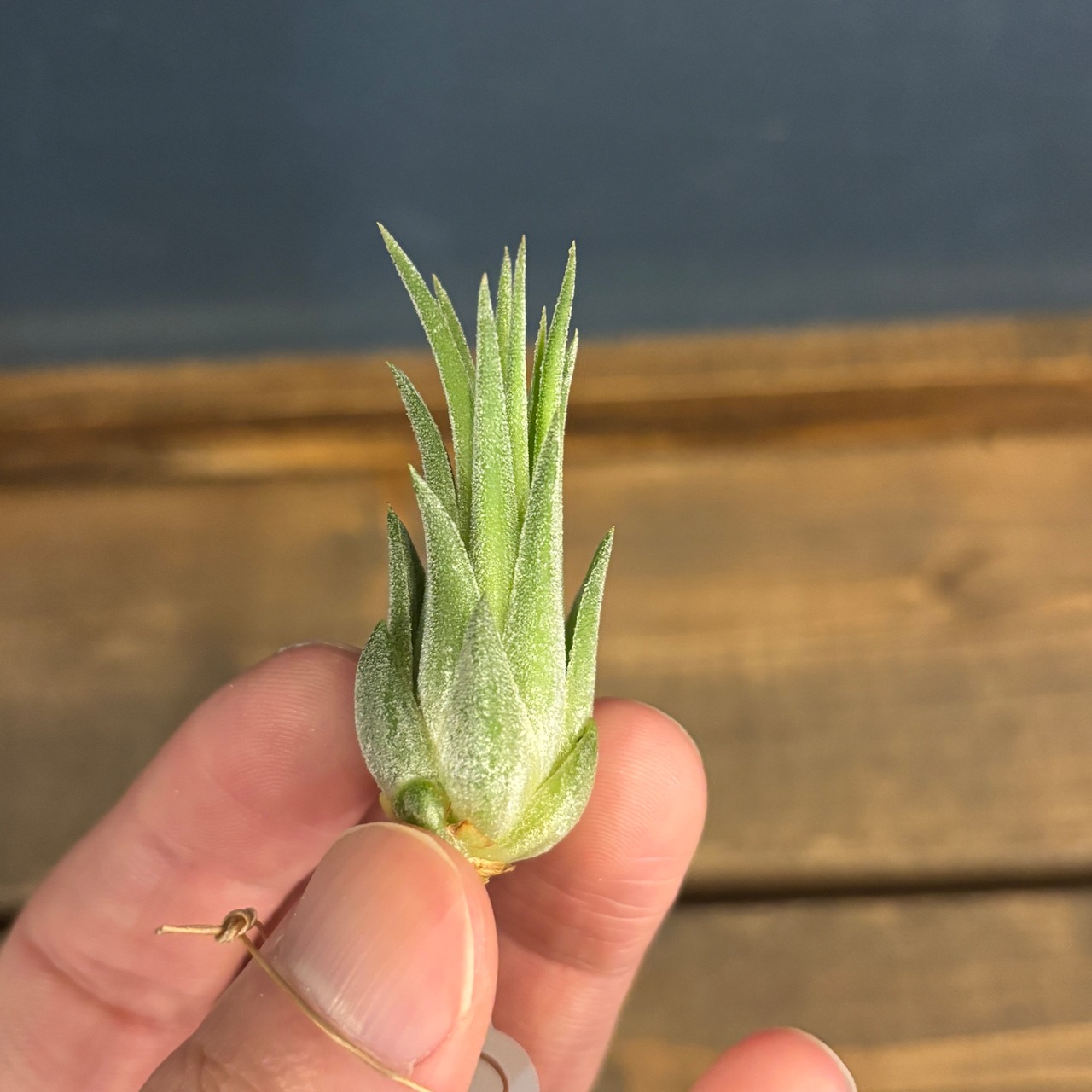 チランジア イオナンタ ハワイアンラベンダー【181】