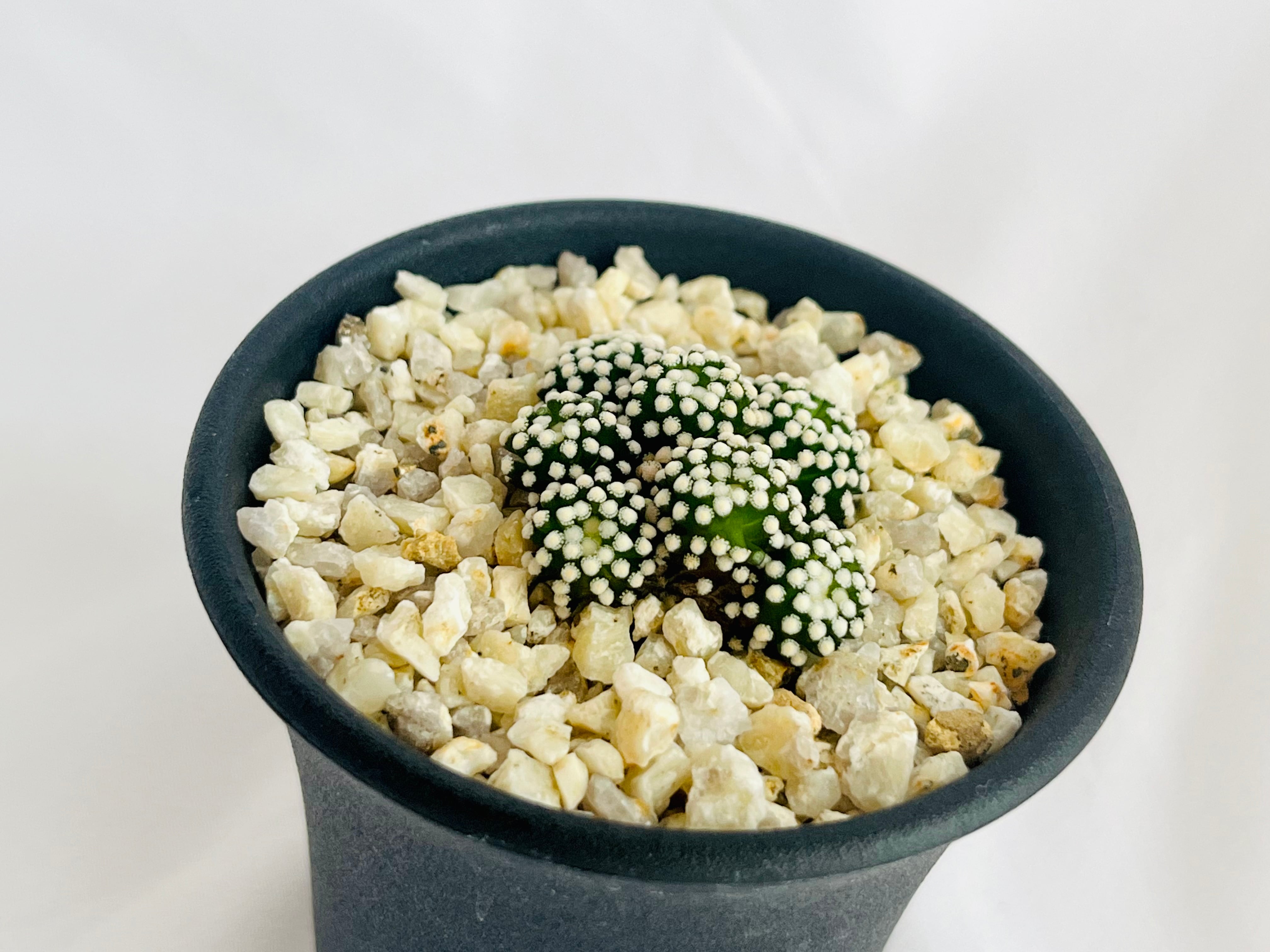 Mammillaria luethyi マミラリア ルエッティ サボテン | plants MARU