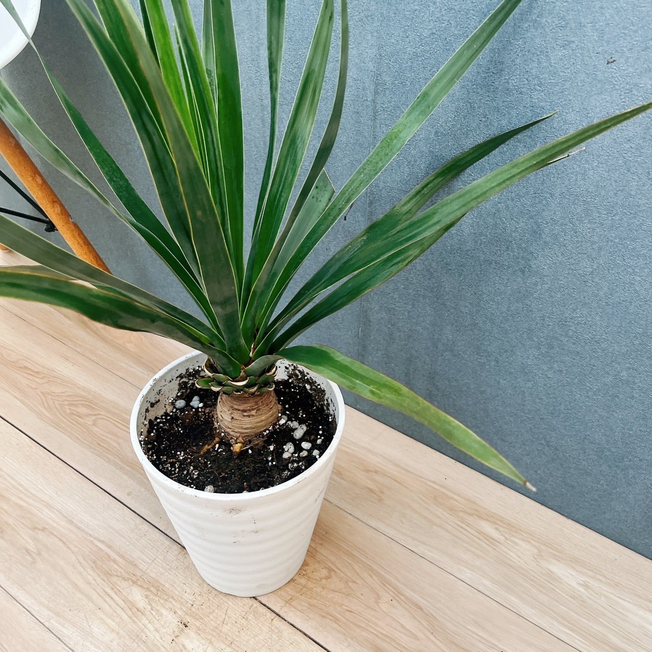現品］【希少】17番 ドラセナ ドラコ 竜血樹 8号 観葉植物 レア 室内