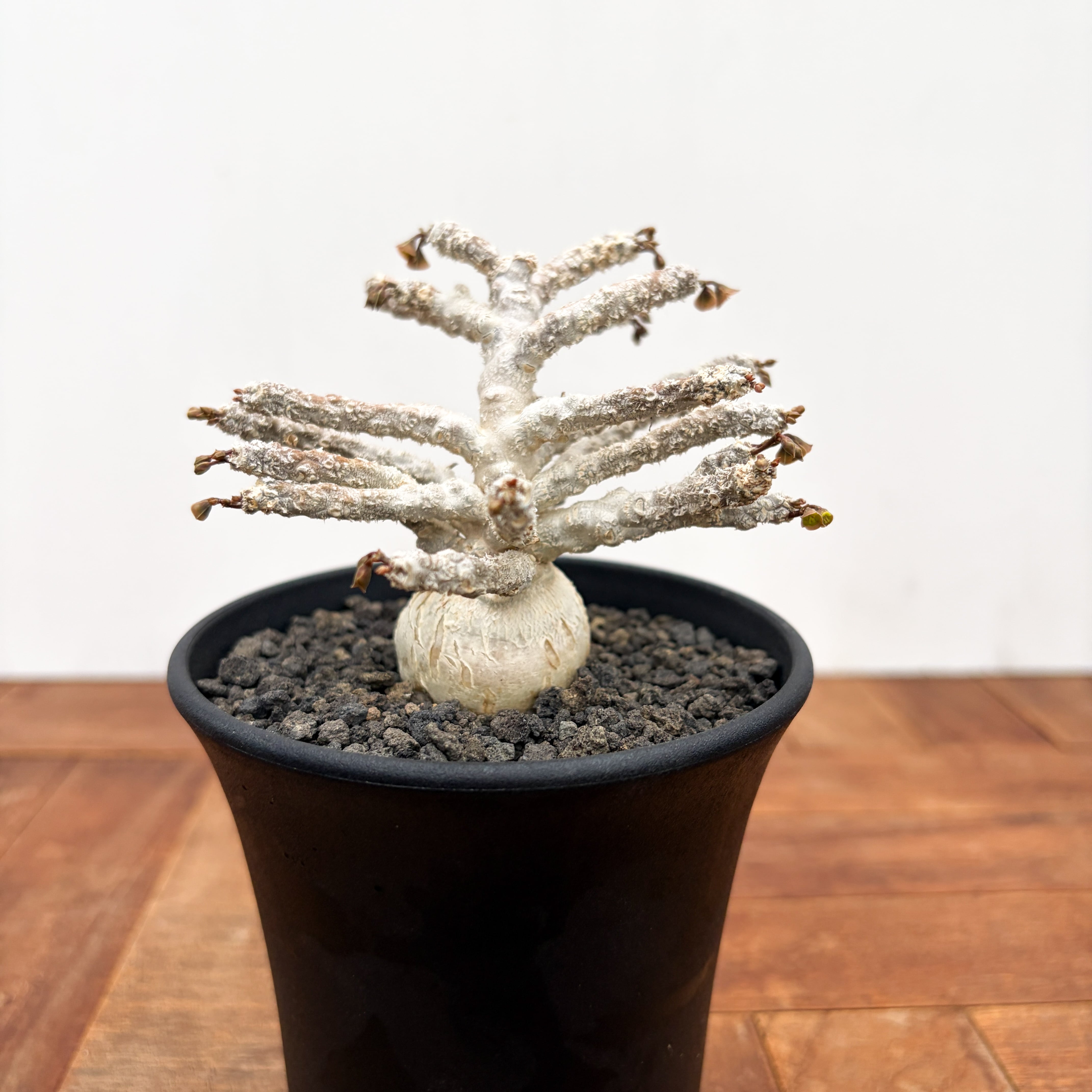 Euphorbia ambovombensis【ユーフォルビア・アンボボンベンシス