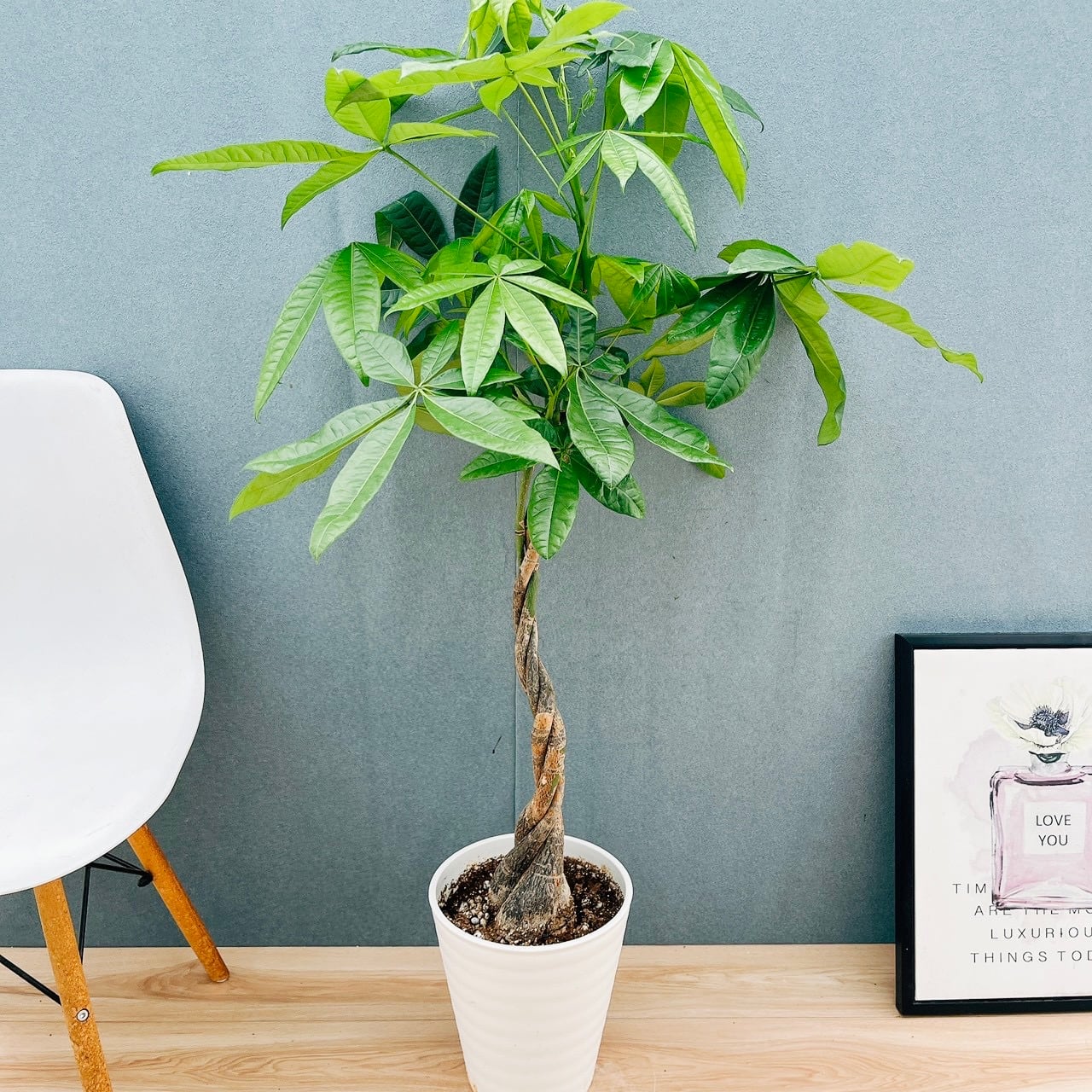 現品］4番 フィカス ウンベラータ 8号 観葉植物 室内 大型 ゴムの木