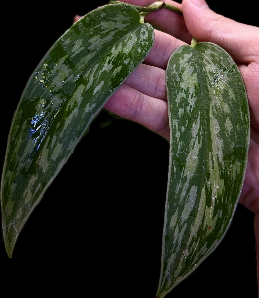青光り】 Begonia sp. Vietnam 原種ベゴニア | 熱帯雨林植物専門店