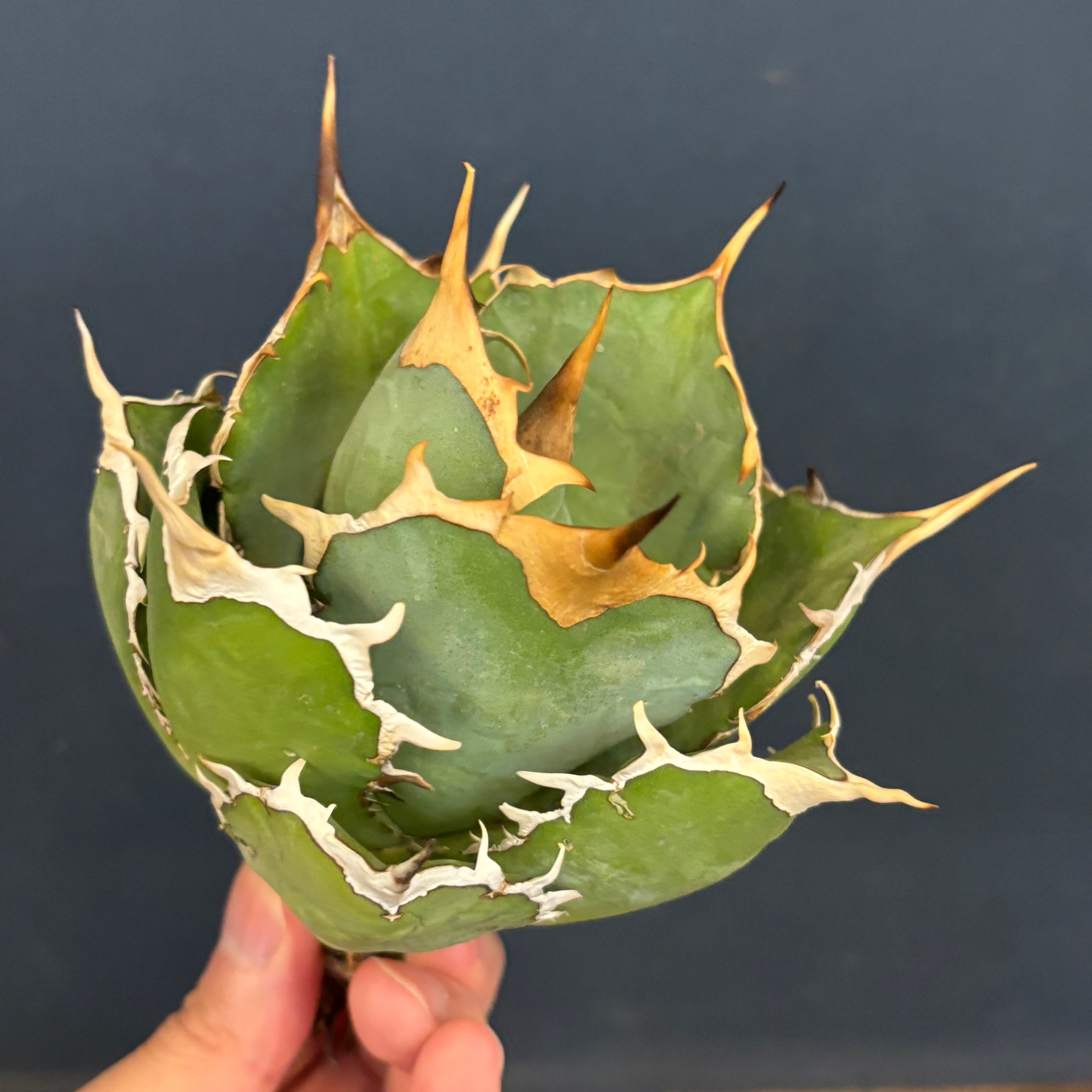 アガベ チタノタ ドラゴンクロー【526】 | PROTOLEAF プロトリーフ