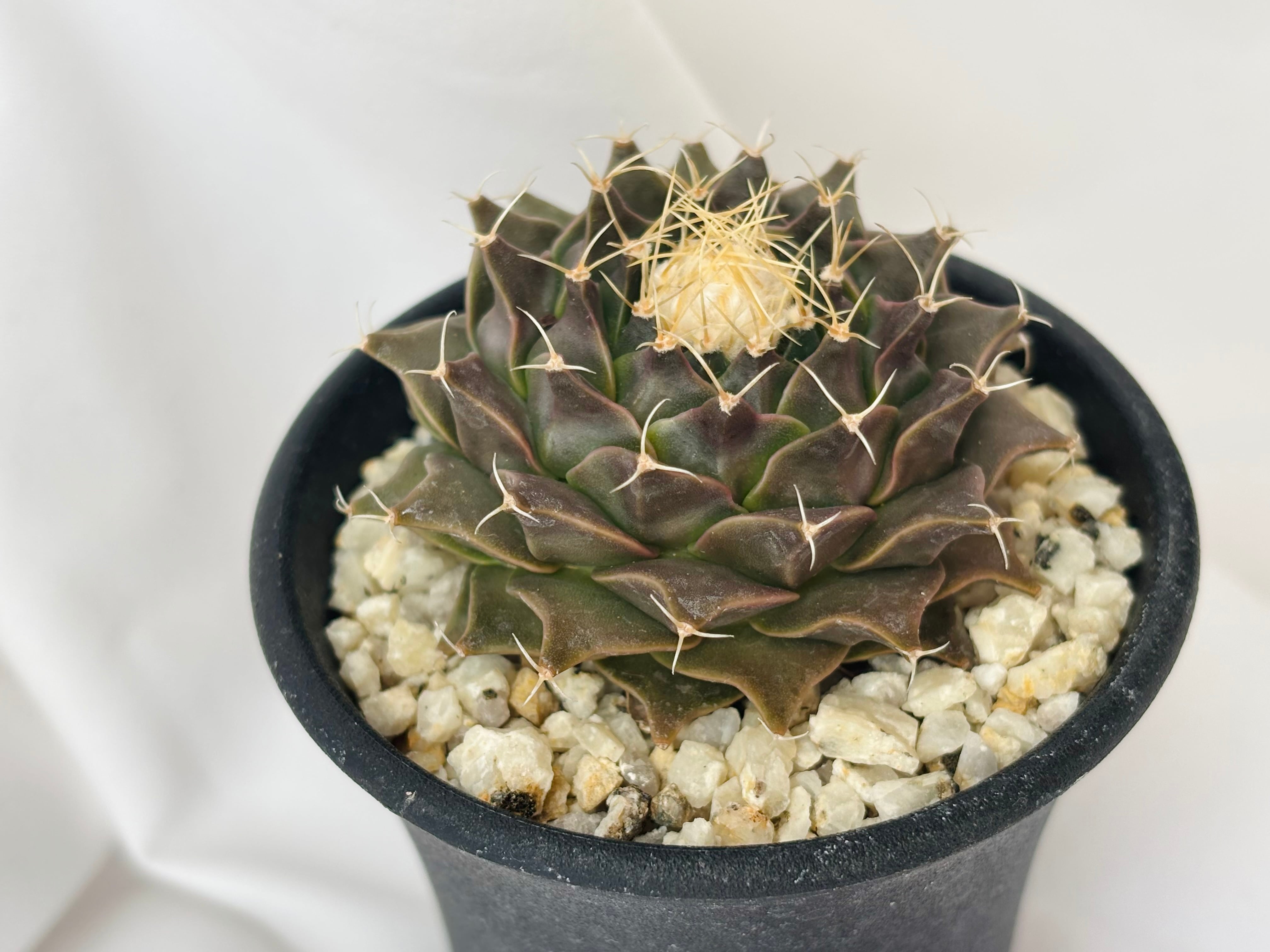 Obregonia denegrii オブレゴニア 帝冠 サボテン | plants MARU