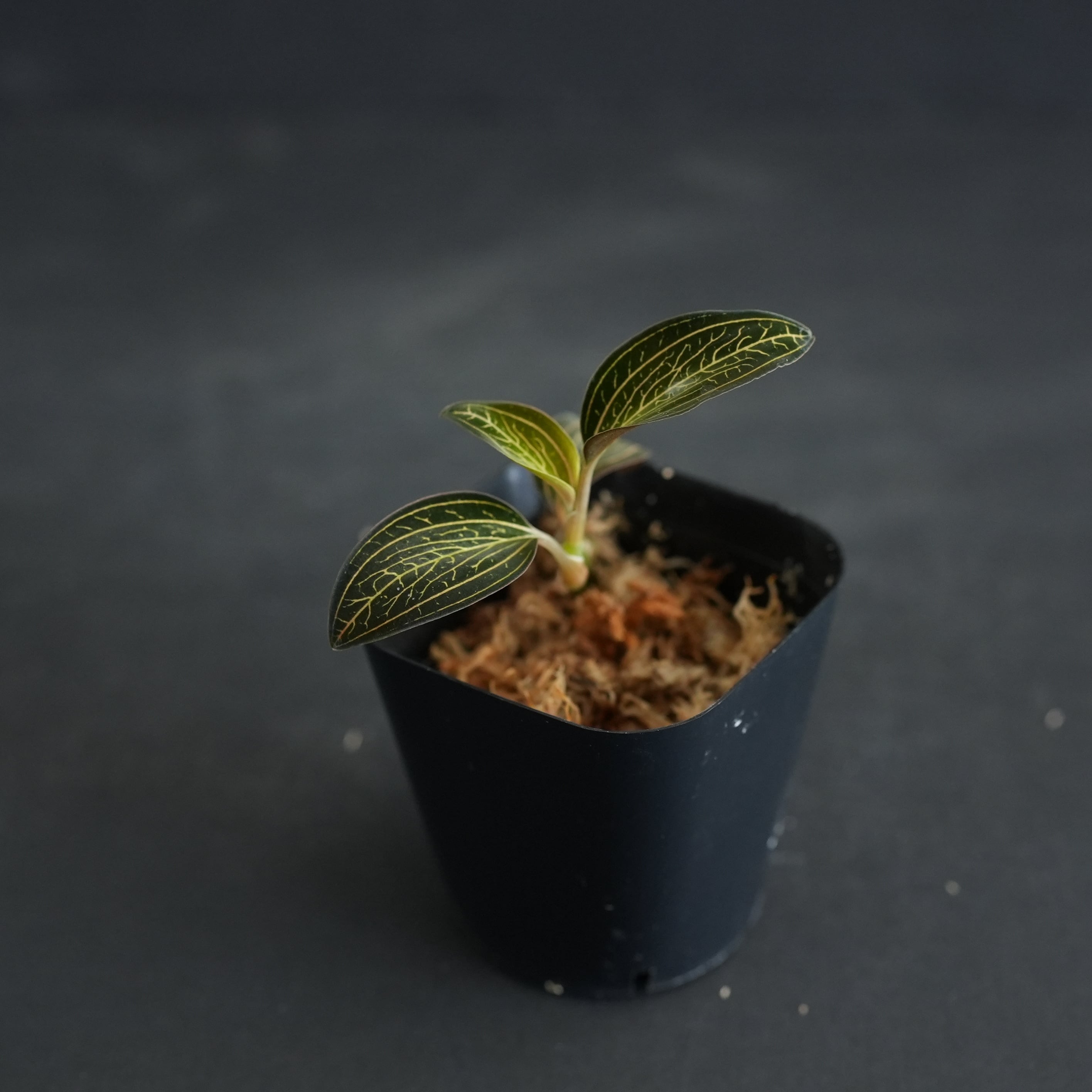 ◇現品◇Ludochilus 台湾便【ジュエルオーキッド宝石蘭／TheGAKI】#887