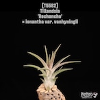 【reserved】'Rechoncho' × ionantha var. vanhyningii〔エアプランツ〕現品発送T5582