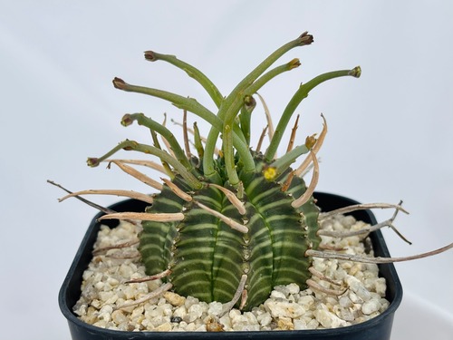 Euphorbia valida　ユーフォルビア　スーパーバリダ　多肉植物