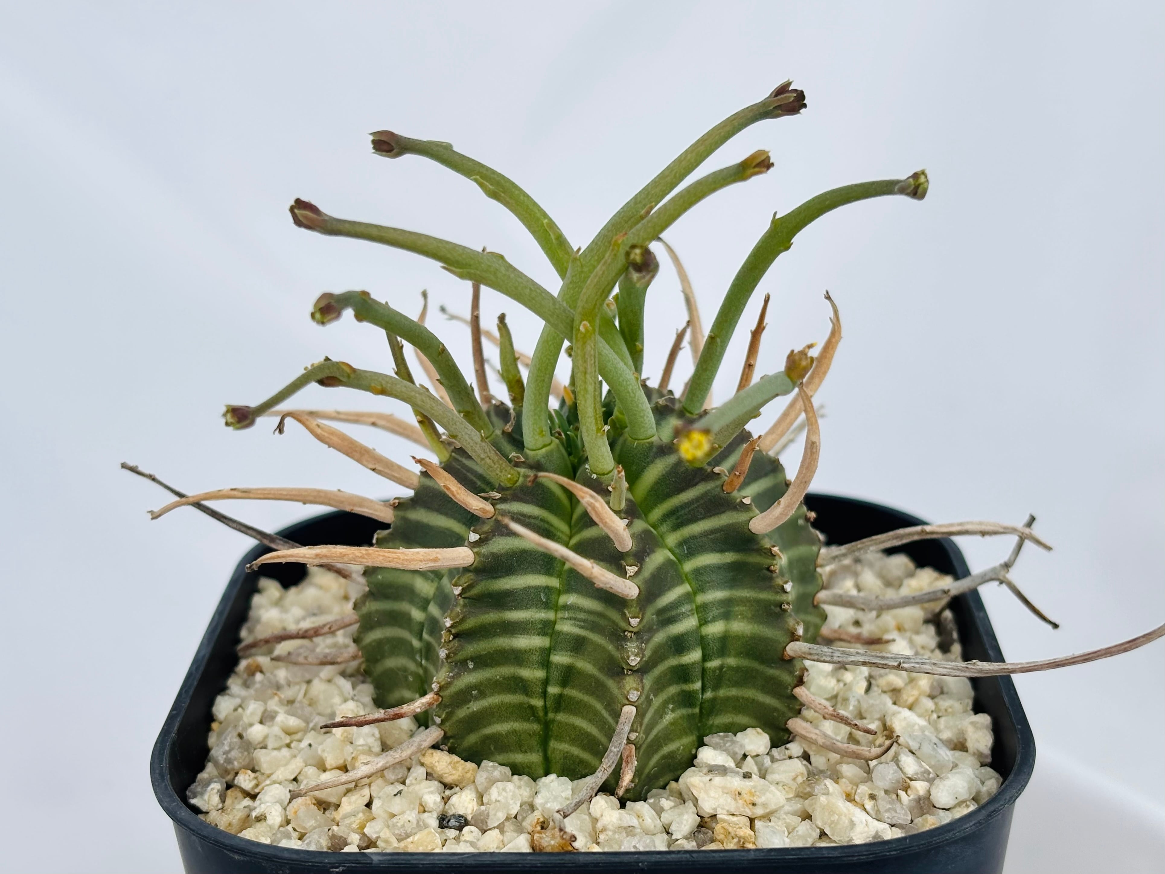 Euphorbia valida ユーフォルビア スーパーバリダ 多肉植物