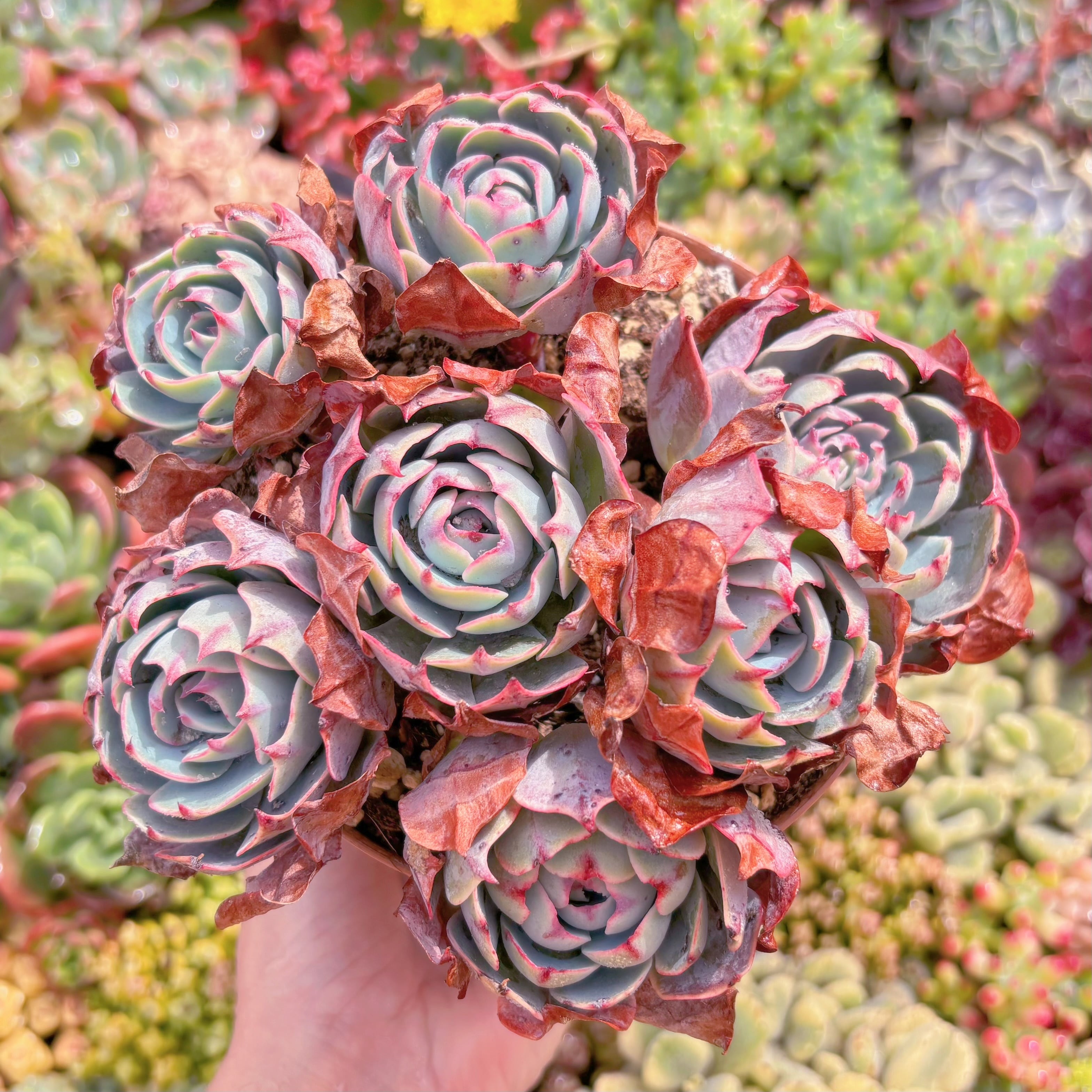 現品　アミスター#K109　特大群生　るる農園