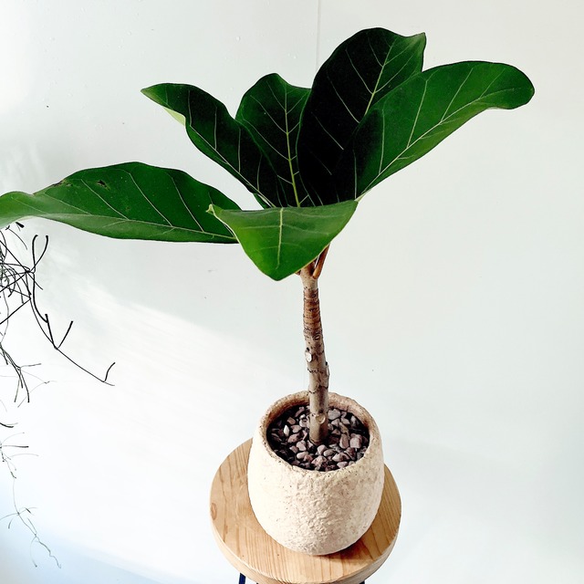 《人気商品》アフリカンプリンス セメント鉢 受皿 希少植物 calm cafe