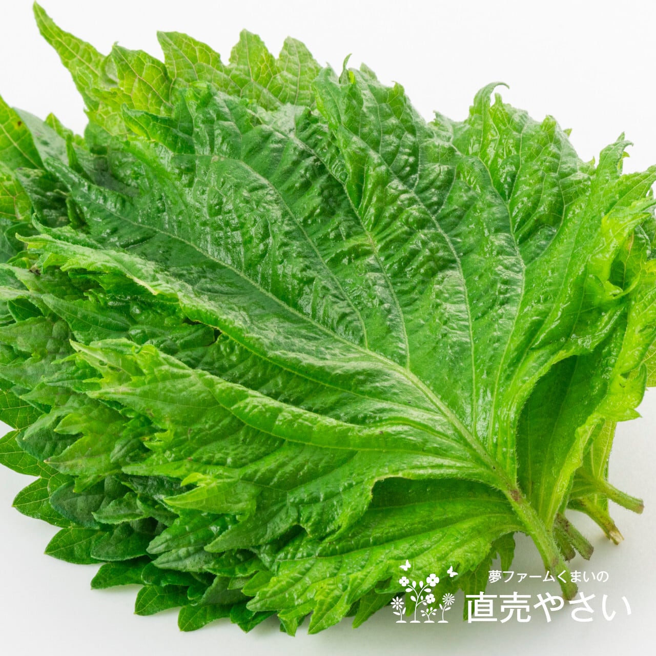 7月の朝採り直売野菜 ： 大葉 約100g 新鮮な夏野菜 7月第一土曜日発送