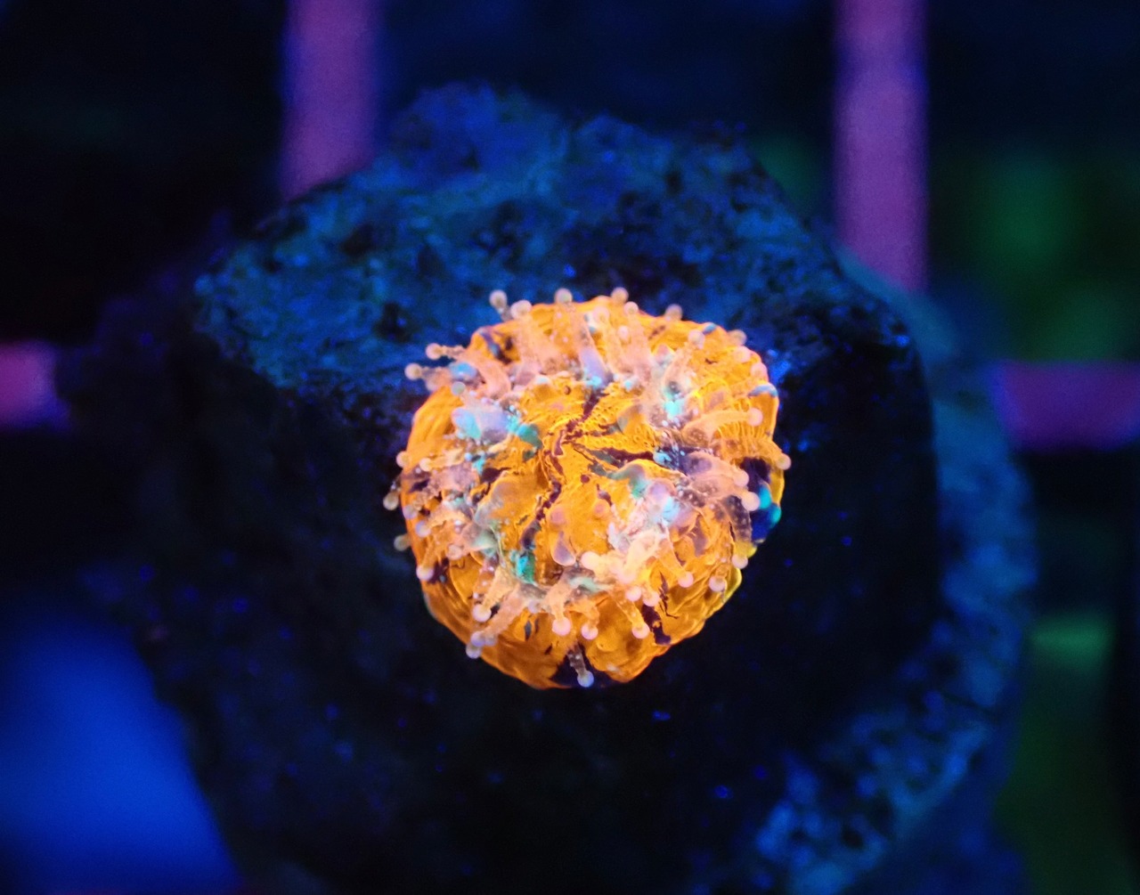 Scolymia Baby "WarPaint" 5