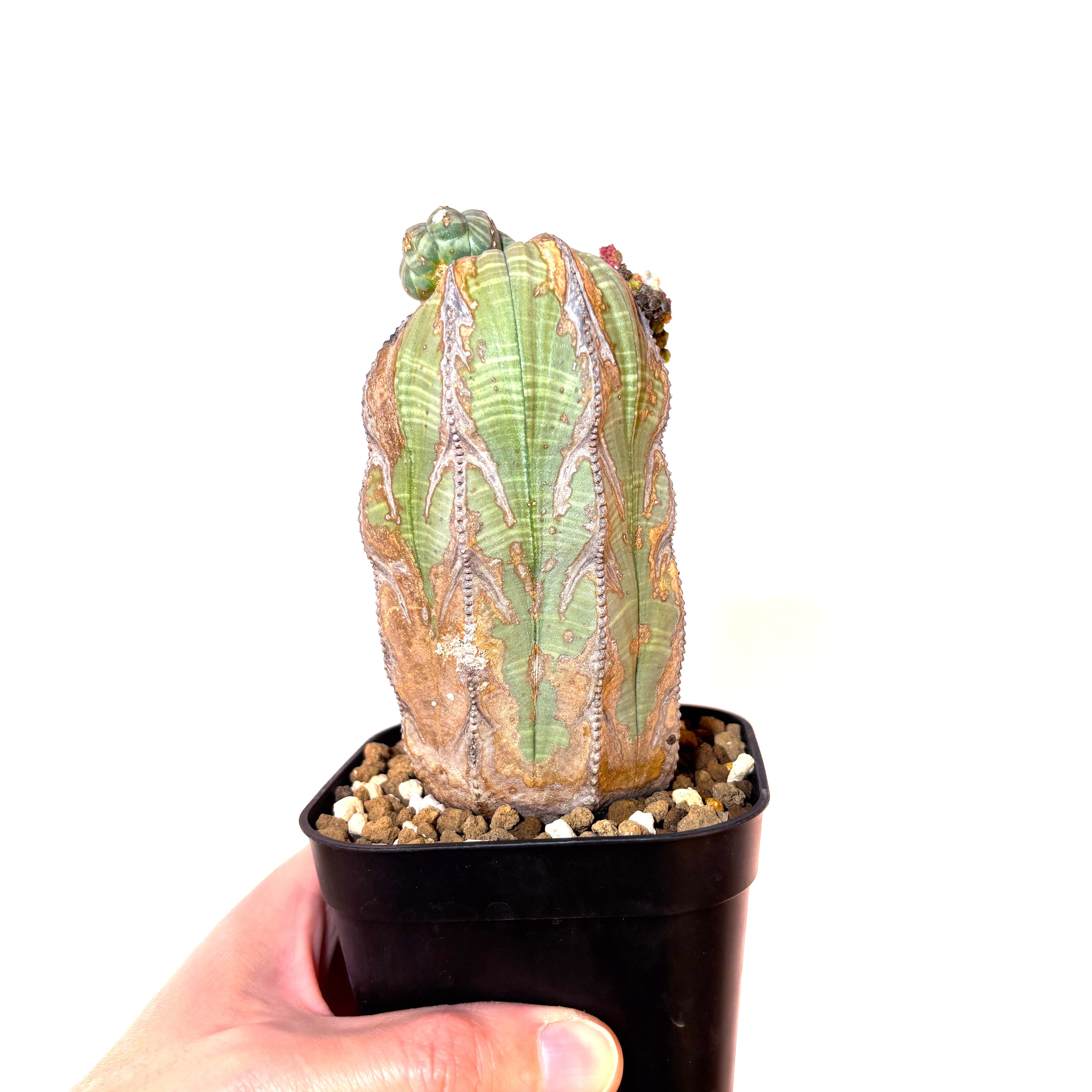 Euphorbia obesa 'Old Wood' - Mutant Tower (Raw Specimen