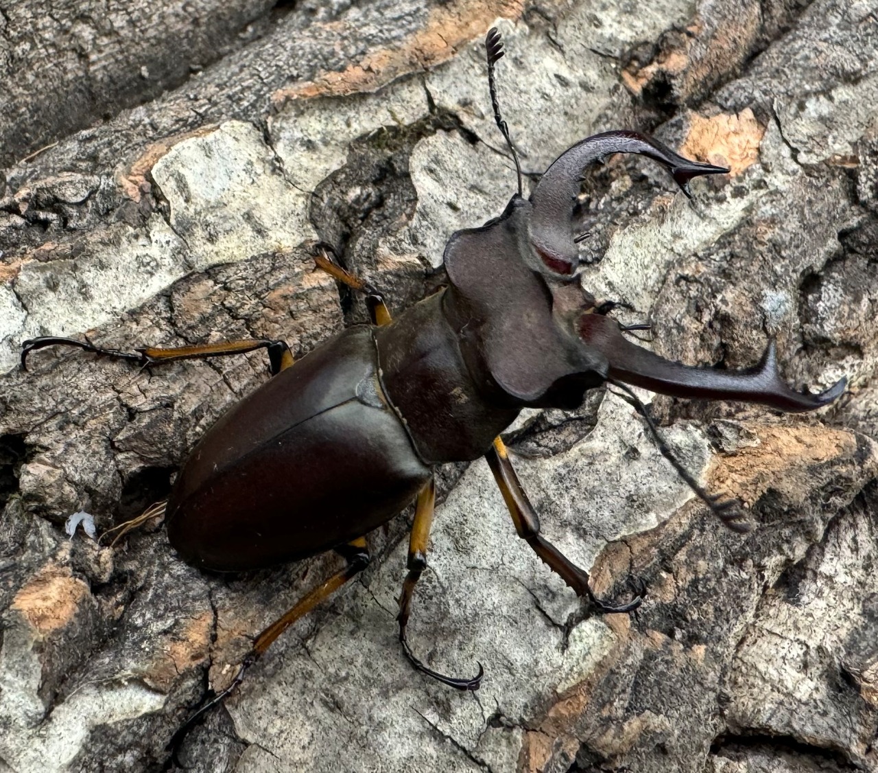 【WD】《フェアメイルミヤマクワガタ 46mm ♂♀♀トリオ》