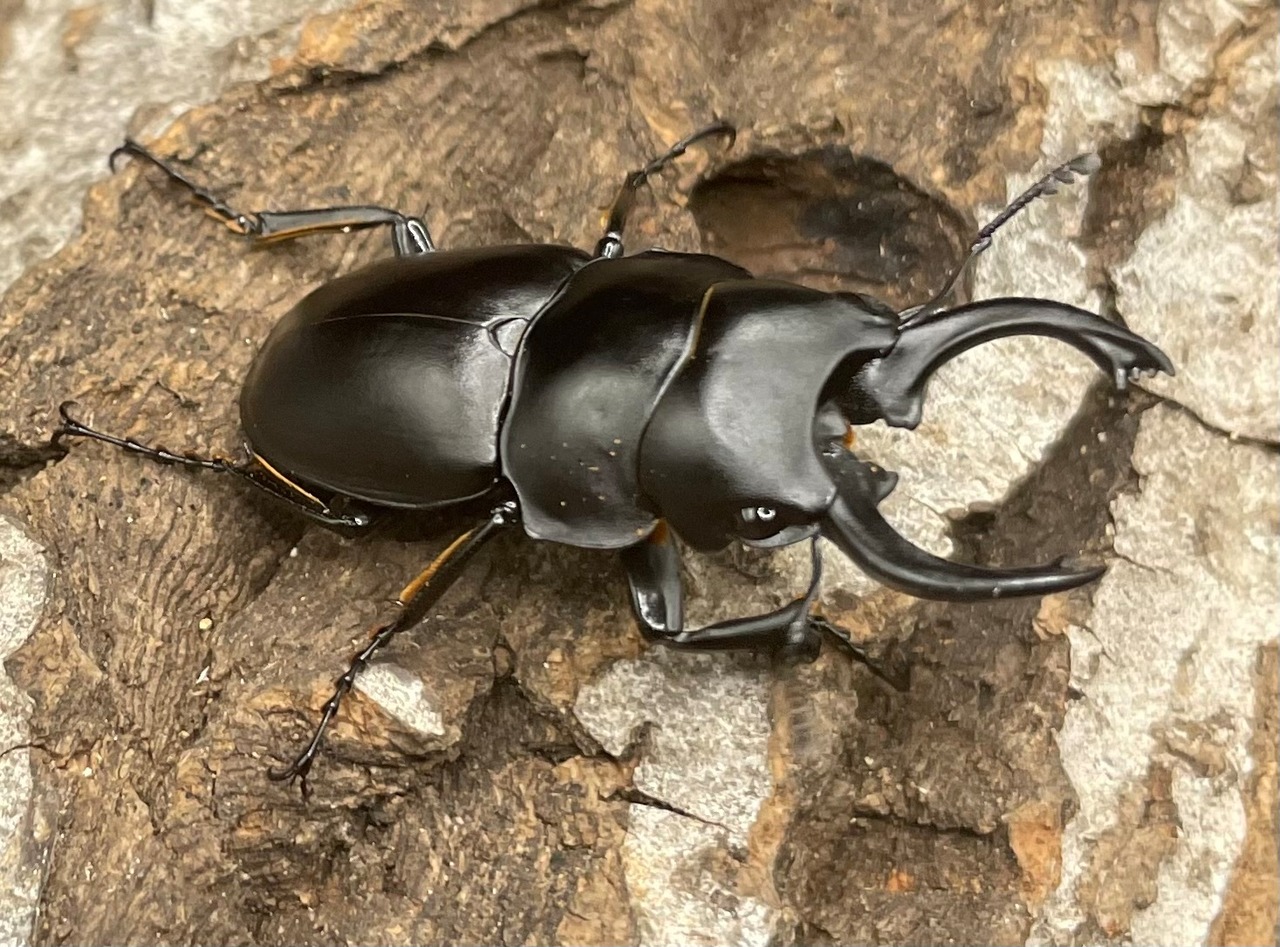 【WD】《プラティノータツヤクワガタ 42mmUP ペア》