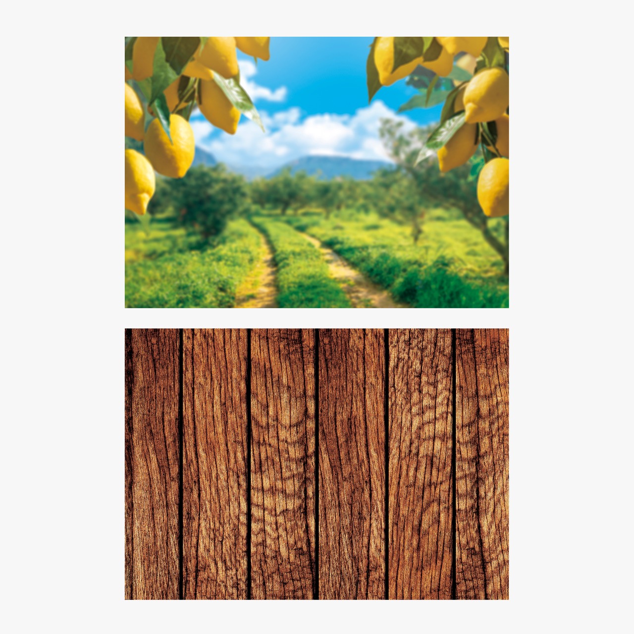 レモンがなる丘