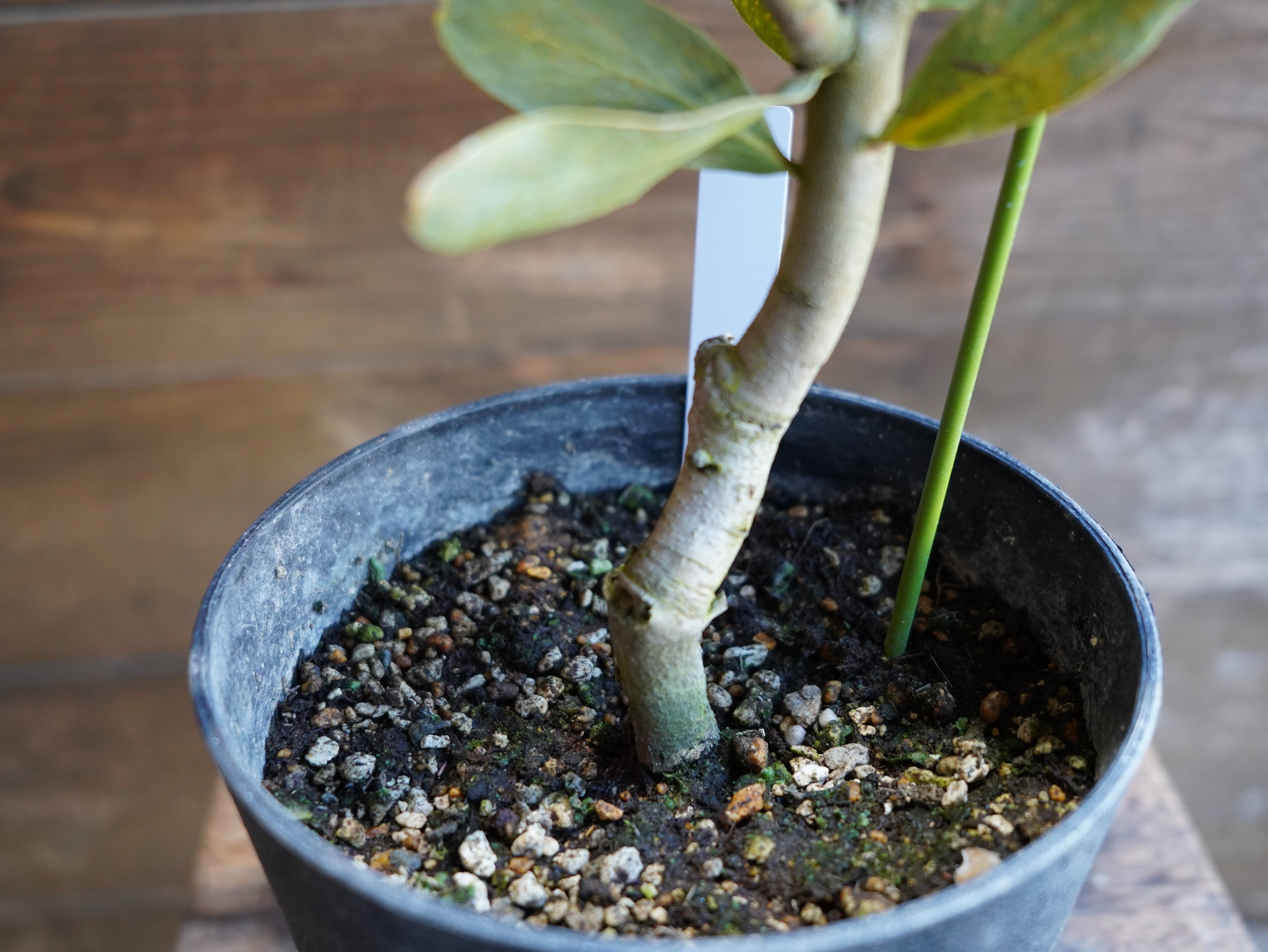 【現物】プロテア "レッドバロン" A