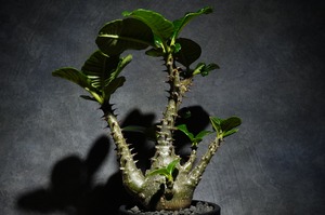 パキポディウム ウィンゾリー