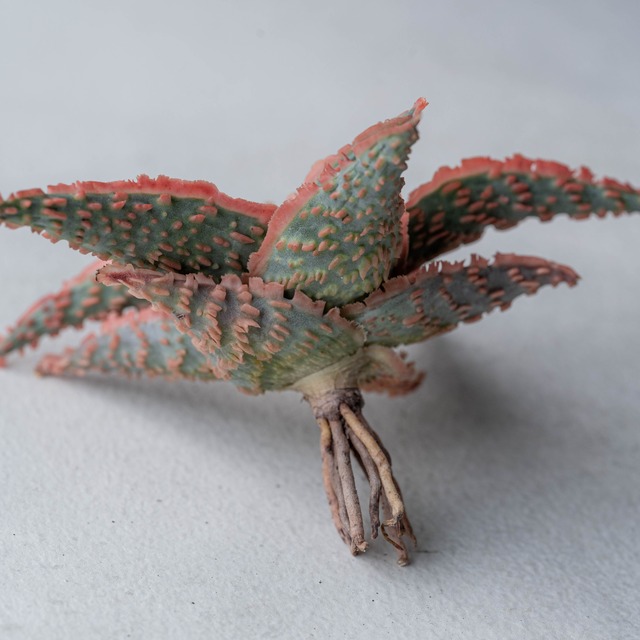 アロエ ハイブリッド -Aloe hybrid- No.23