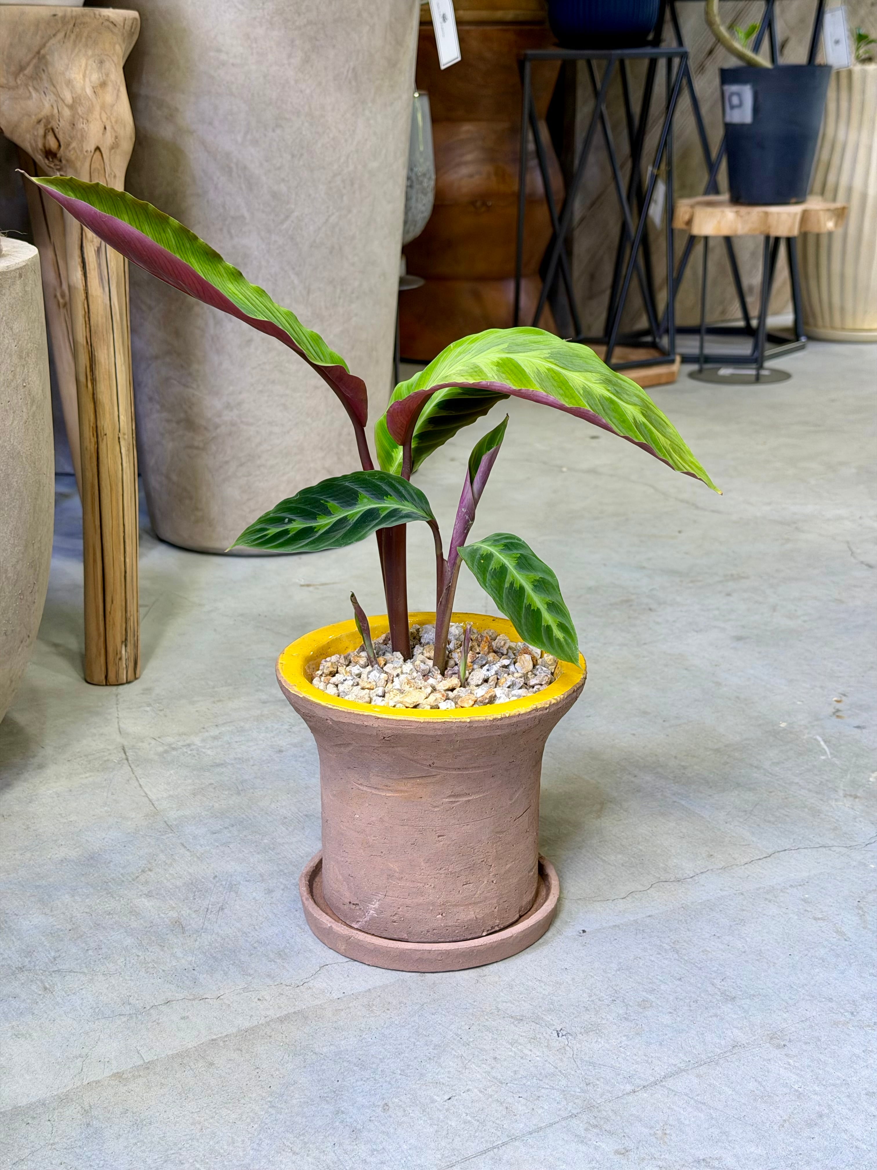 カラテア系 | barrelplants_BONSAI
