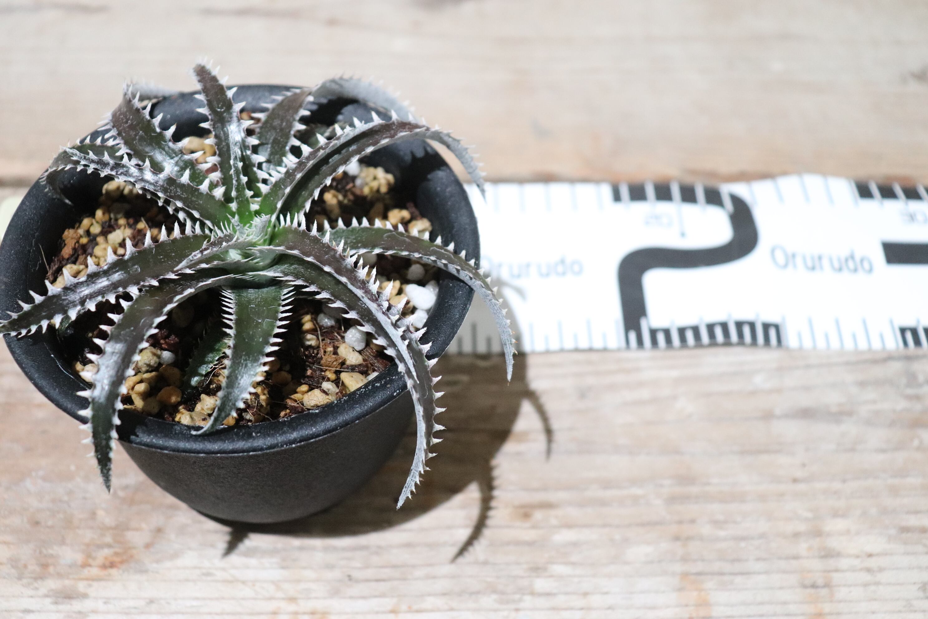 DBディッキア Dyckia Bill Baker hybrid #125 ⑵ 送料無料】('HU5