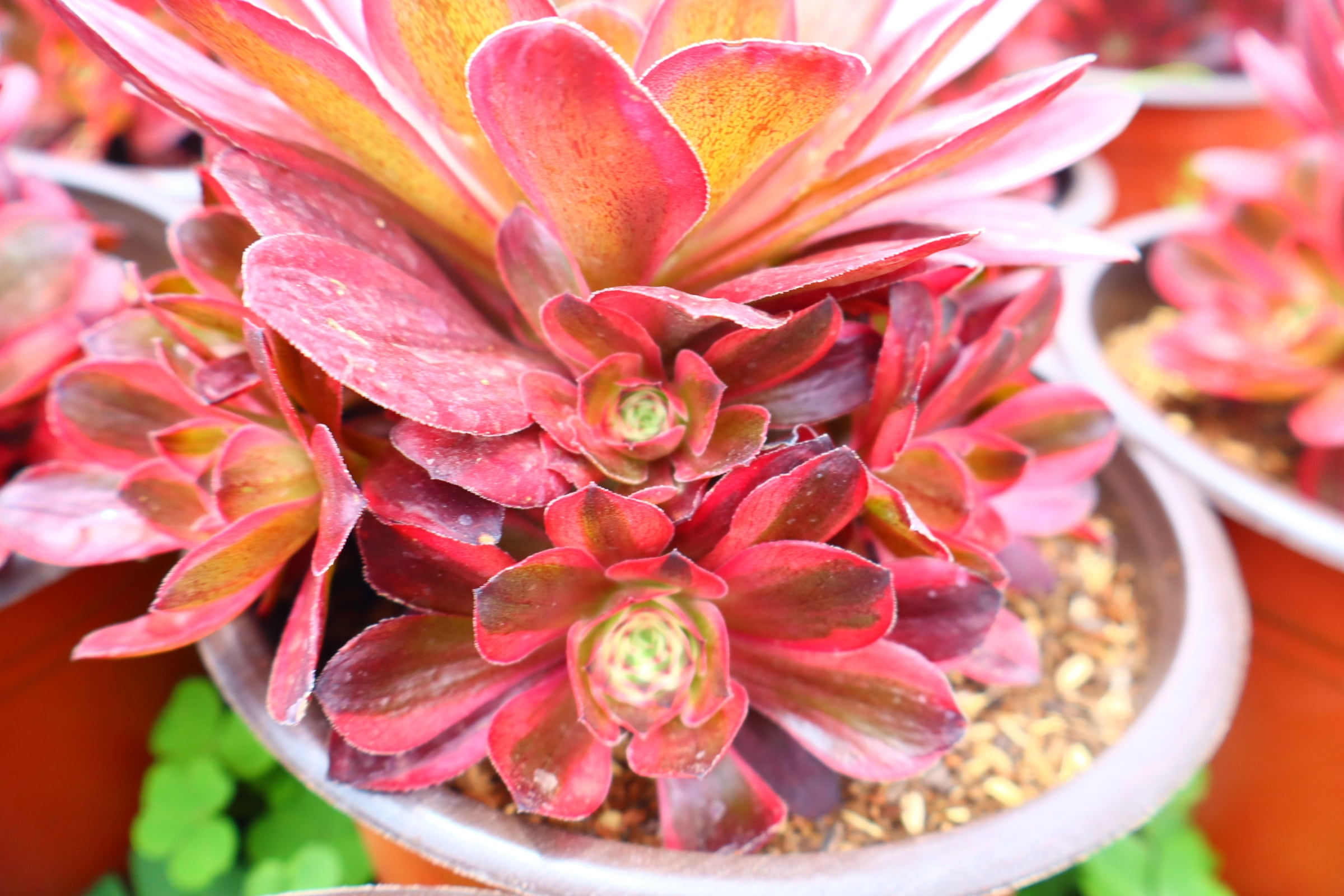 予約用 アエオニウム・雲荷斑入り群生（特大） | 二代目大和高原の多肉屋