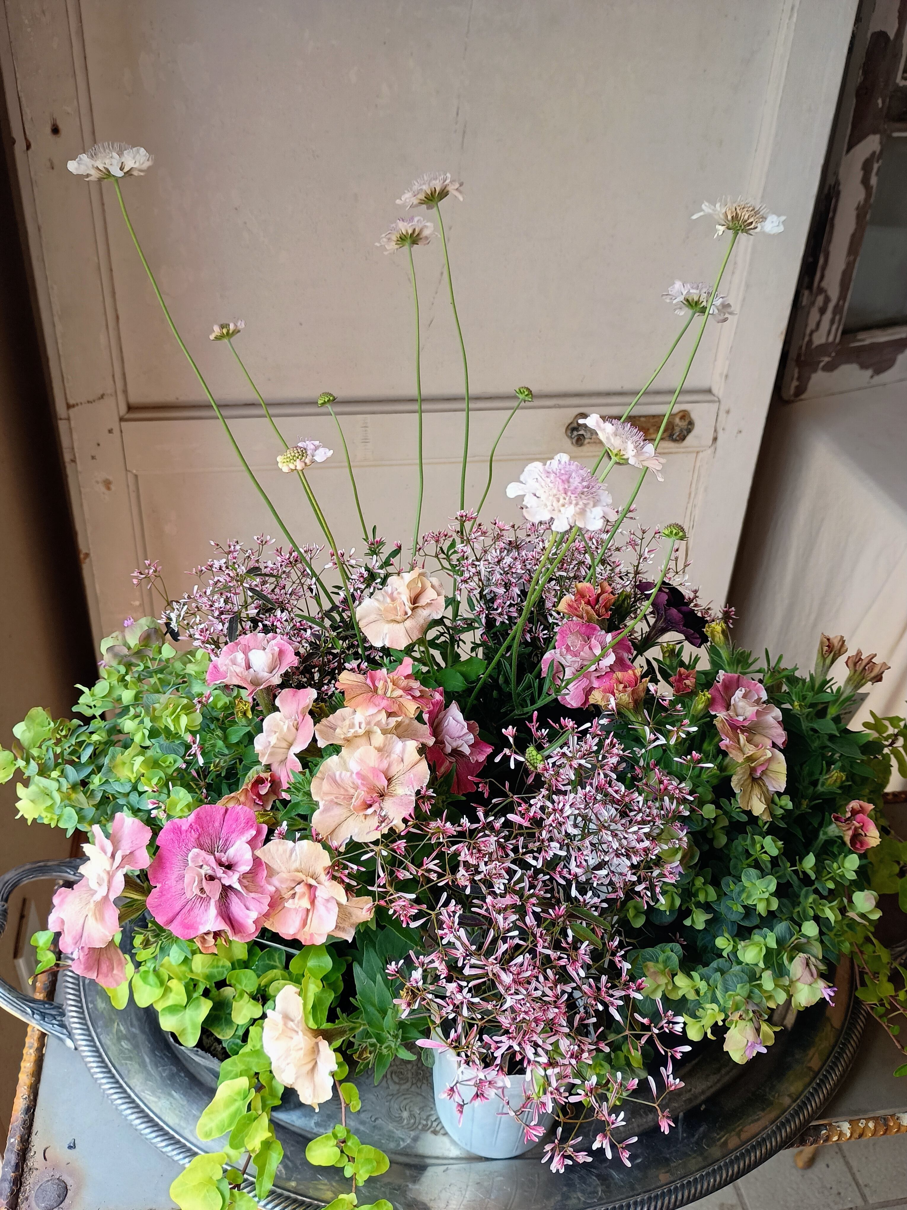 ペチュニアジュリエット桜モダン寄せ植え花苗セット