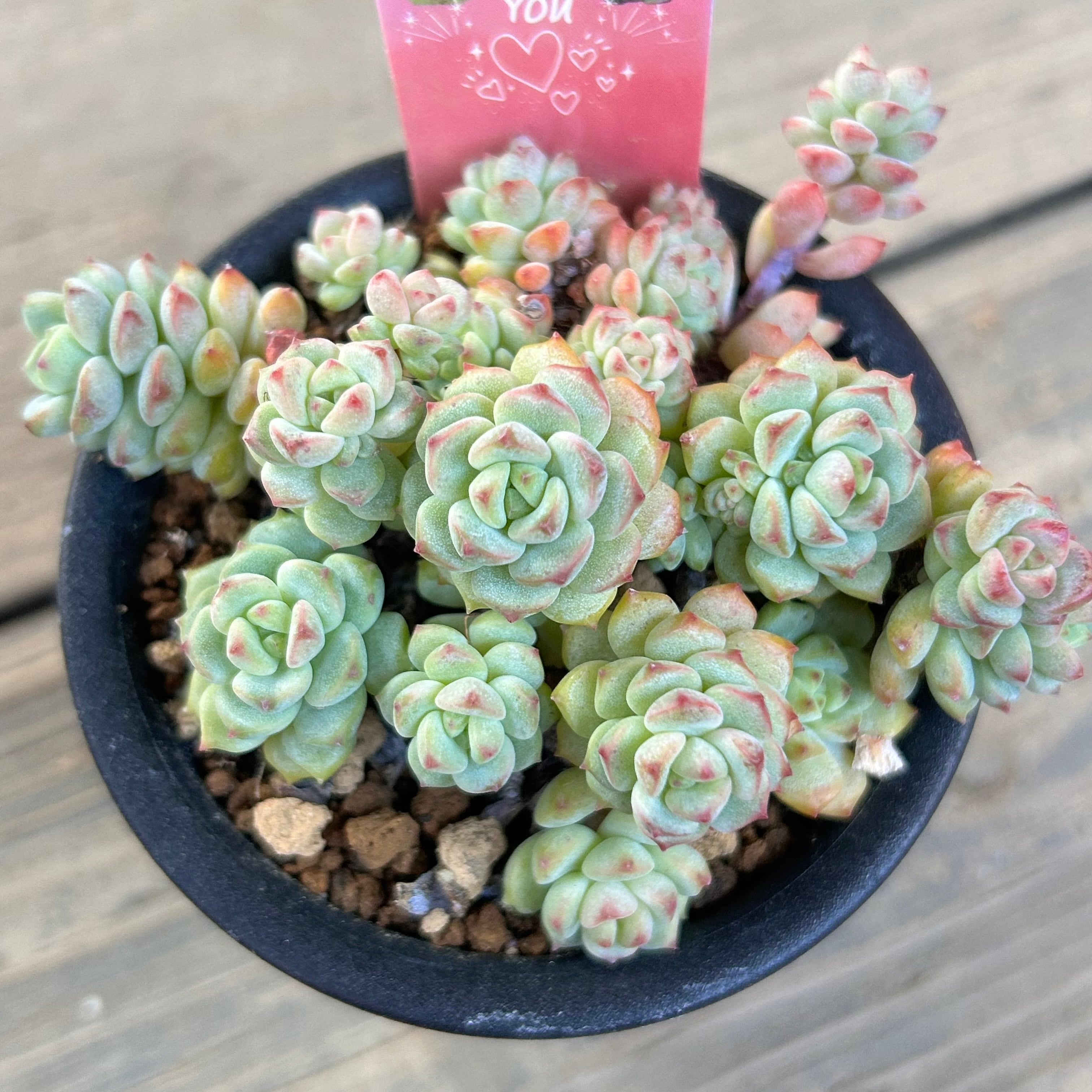 T)キャラメルスプライト | RuPo 多肉植物専門店