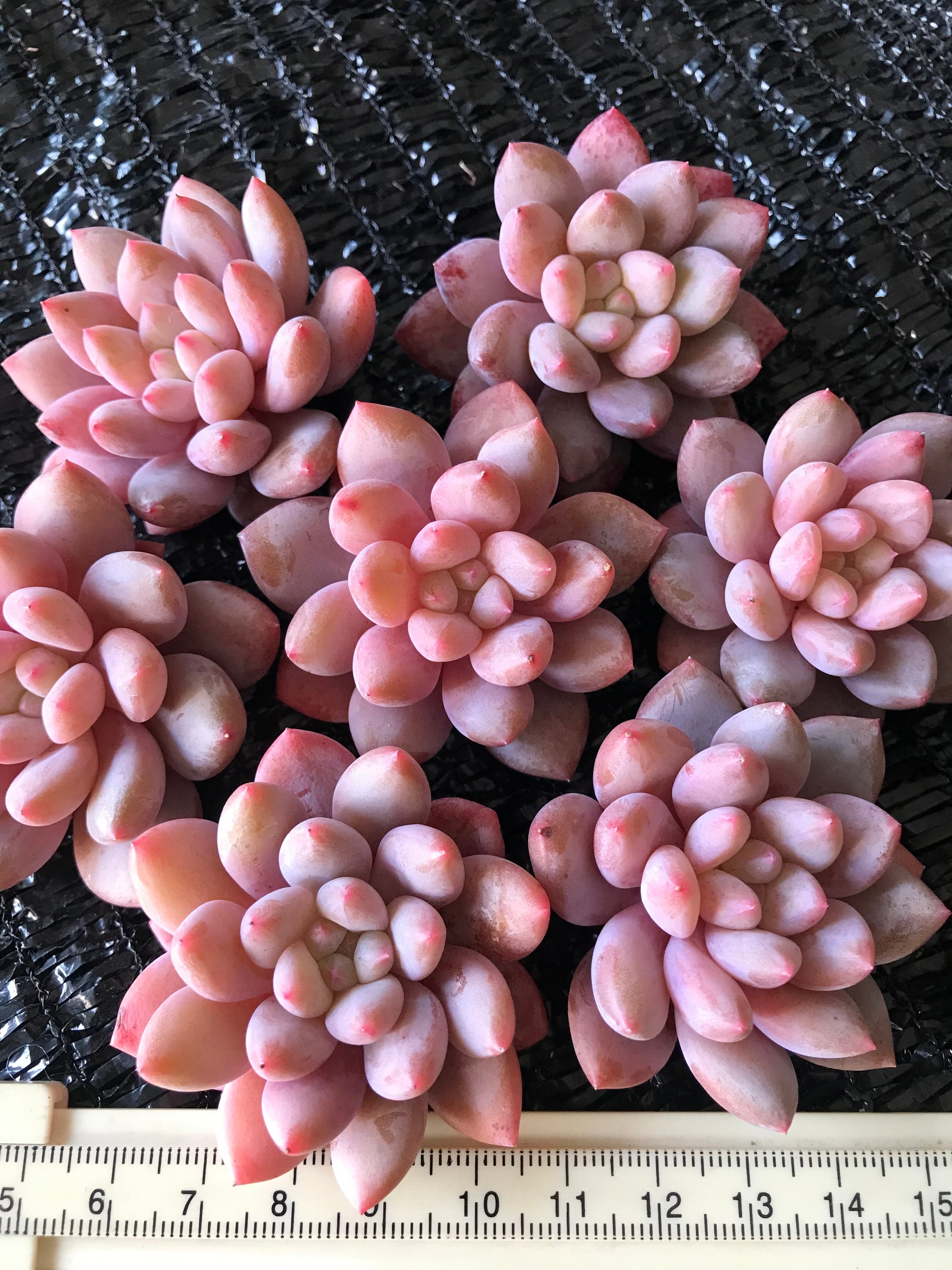 多肉植物アエオニウム錦❤️ 雪姫 ❤️ 【公式通販】