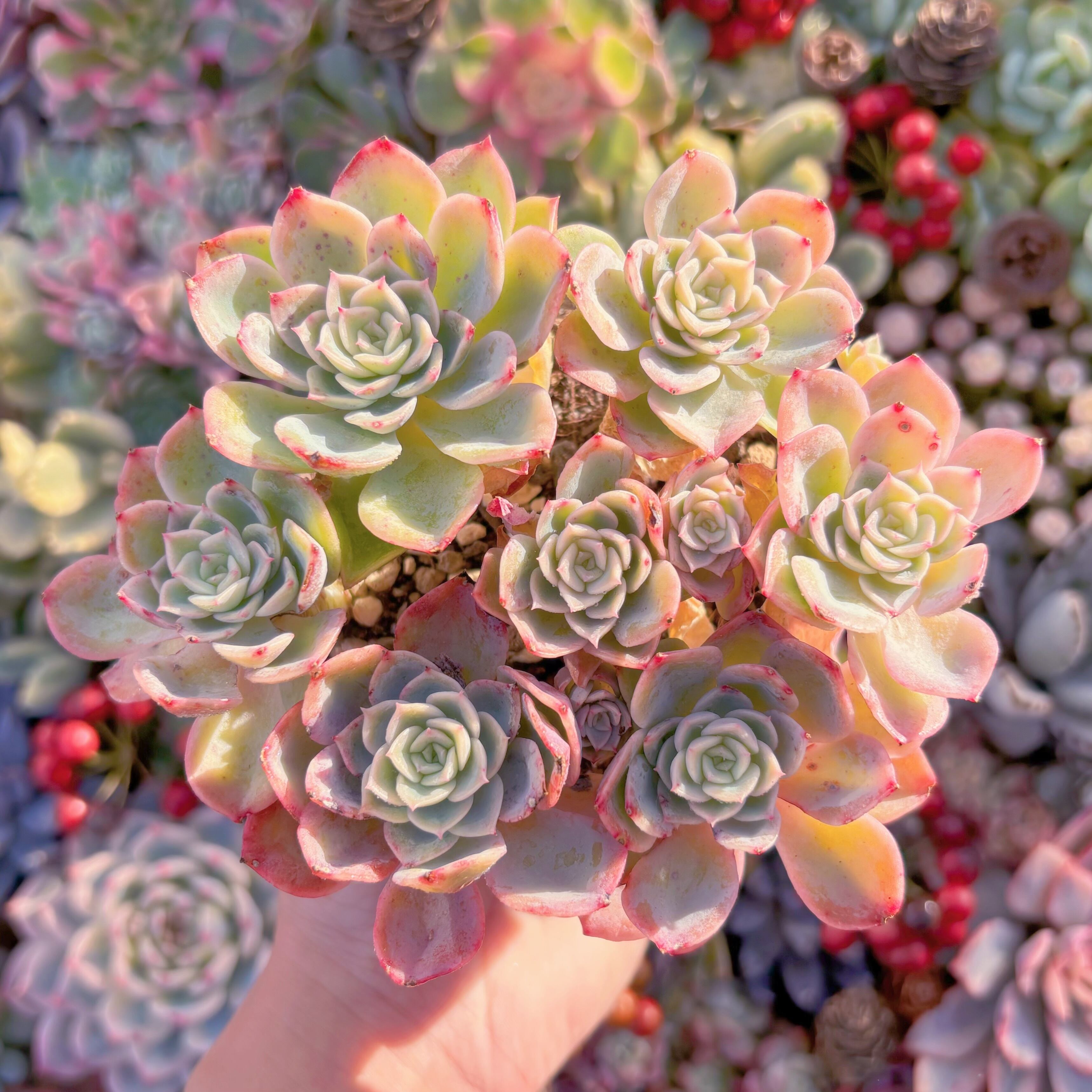 現品 メロン#682 大群生 新入荷 るる農園 | るる農園~多肉植物専門
