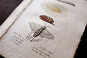 1780s フランス ビュフォン伯爵による蛾と幼虫の博物画h Buffon アンティーク