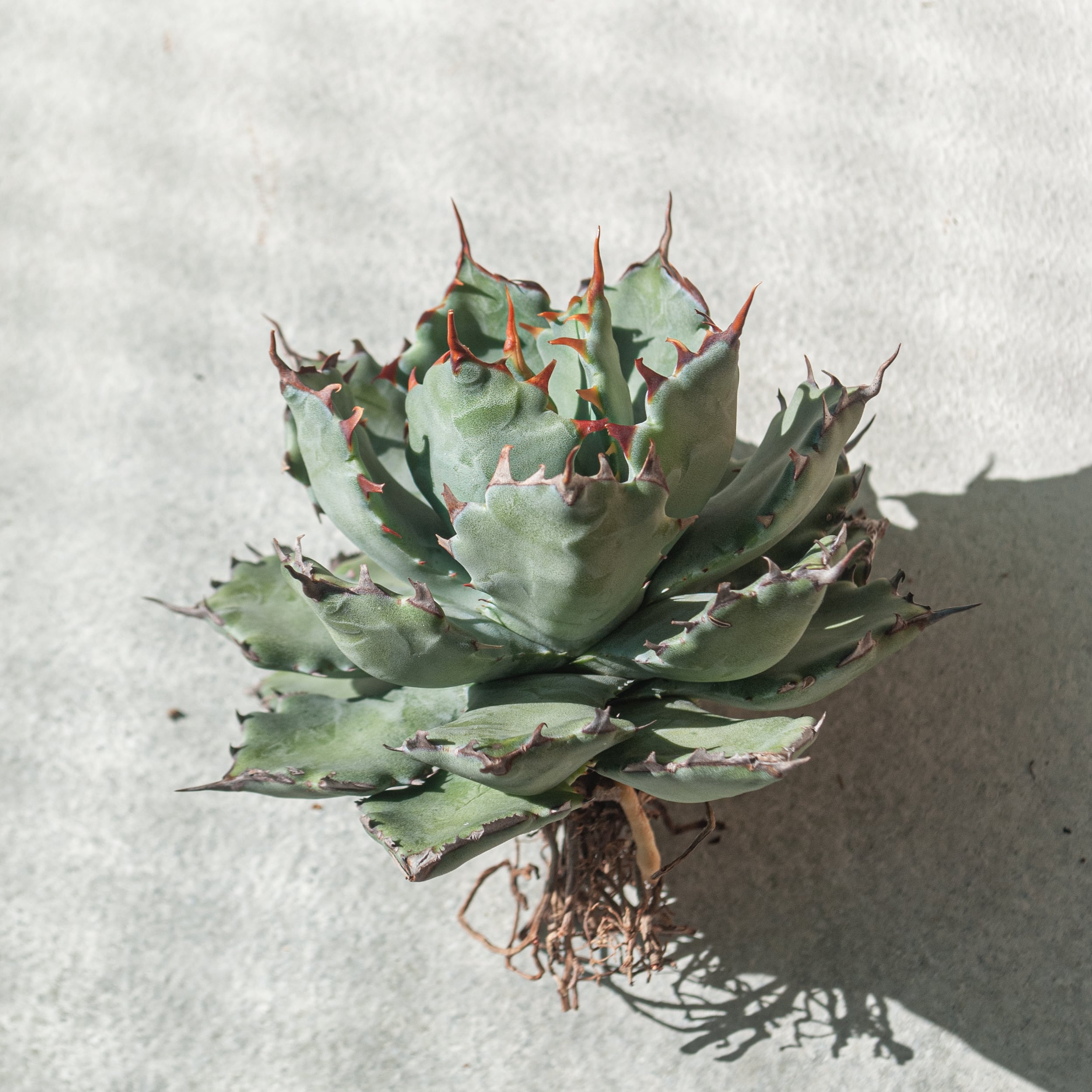 【初売り!!】アガベ 蠍蟹B (ヒメサソリガニ) No.1