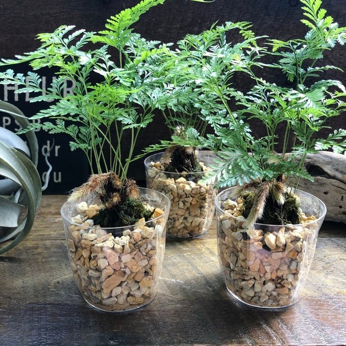 ビカクシダ エレファントティス 子株 板付 【観葉植物 壁掛け コウモリ