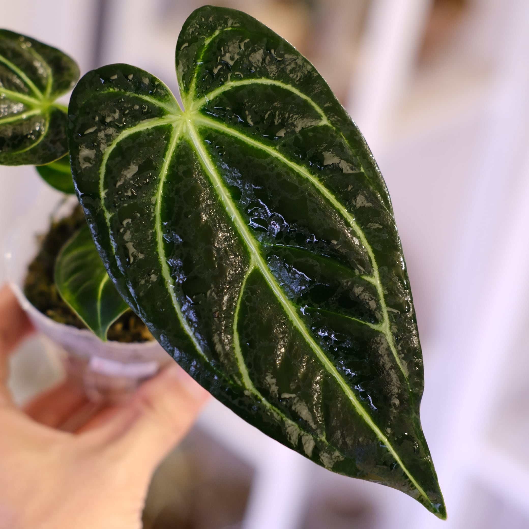 アンスリウム・レガレ（Anthurium regale） Anthurium Regale｜アンスリウム・レガレ｜観葉植物 | tokyoplants