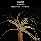 [reserved] Tillandsia tomasellii 'Tropiflora'〔ティランジア〕T6088